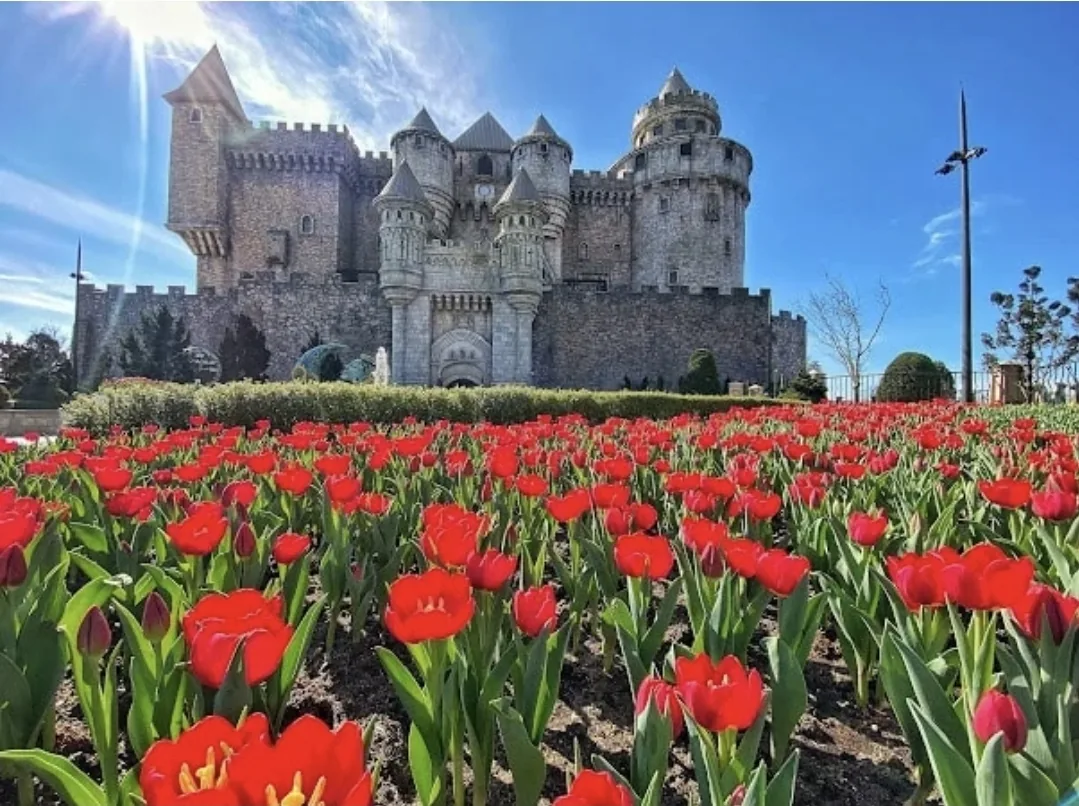 🌷(Thông tin) Lễ hội hoa tulip Bà Nà Hills với 1 triệu bông