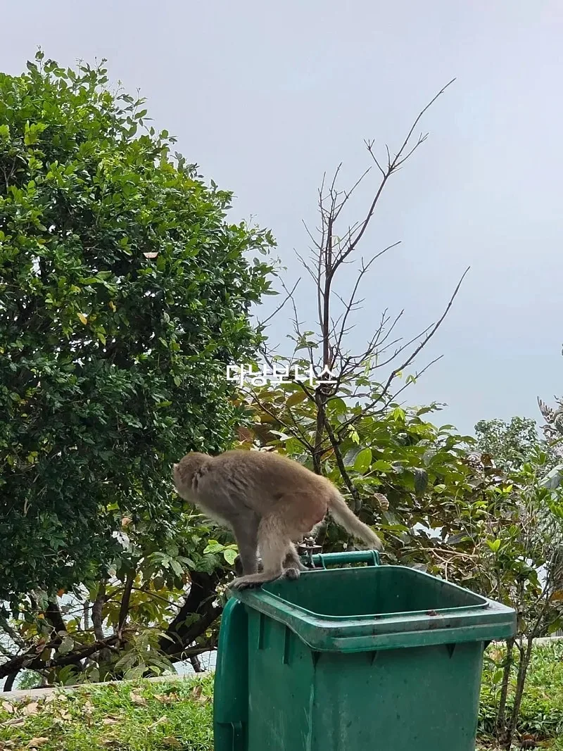 🇻🇳 Chuyến du lịch Đà Nẵng của mẹ và hai con gái_ Món quà từ chùa Linh Ứng trong mưa! Đón tiếp khỉ thành công 🐵🐒