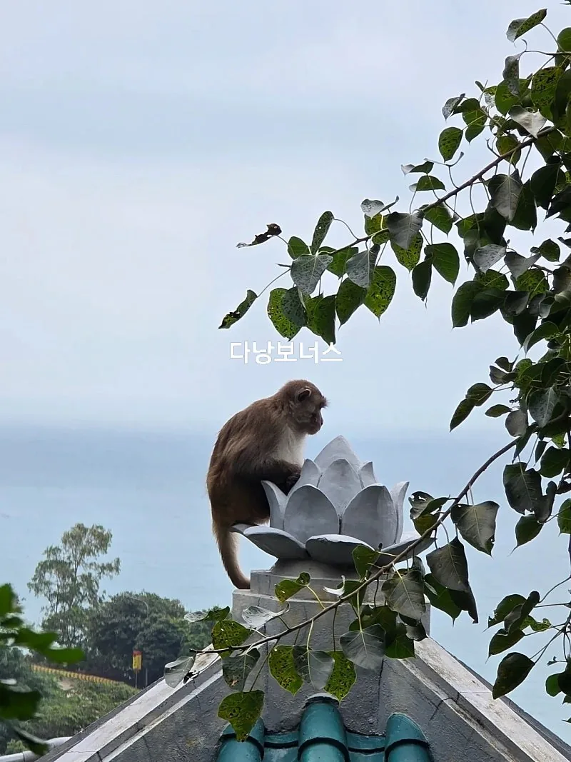 🇻🇳 Chuyến du lịch Đà Nẵng của mẹ và hai con gái_ Món quà từ chùa Linh Ứng trong mưa! Đón tiếp khỉ thành công 🐵🐒