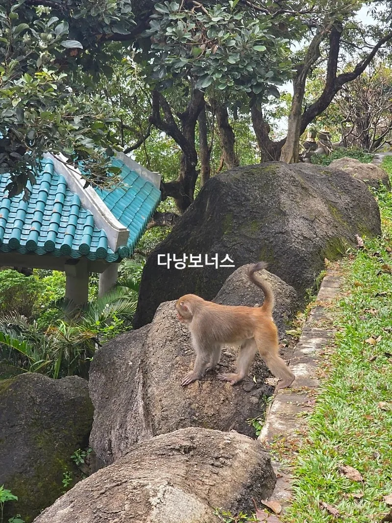 🇻🇳 Chuyến du lịch Đà Nẵng của mẹ và hai con gái_ Món quà từ chùa Linh Ứng trong mưa! Đón tiếp khỉ thành công 🐵🐒