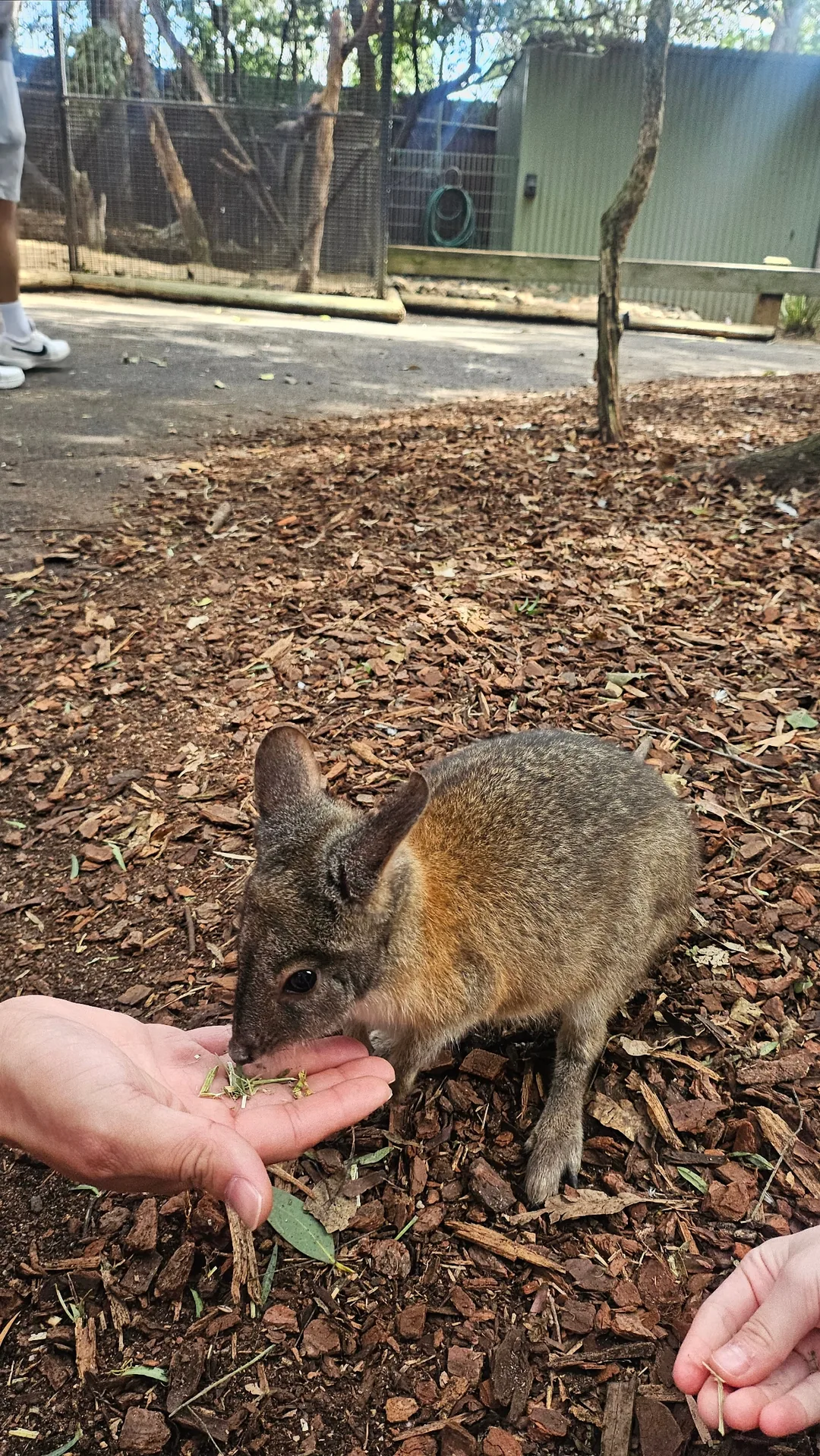 🇦🇺Tổng hợp những người bạn đáng yêu cực phẩm chỉ có thể gặp ở Úc!🐨🦘