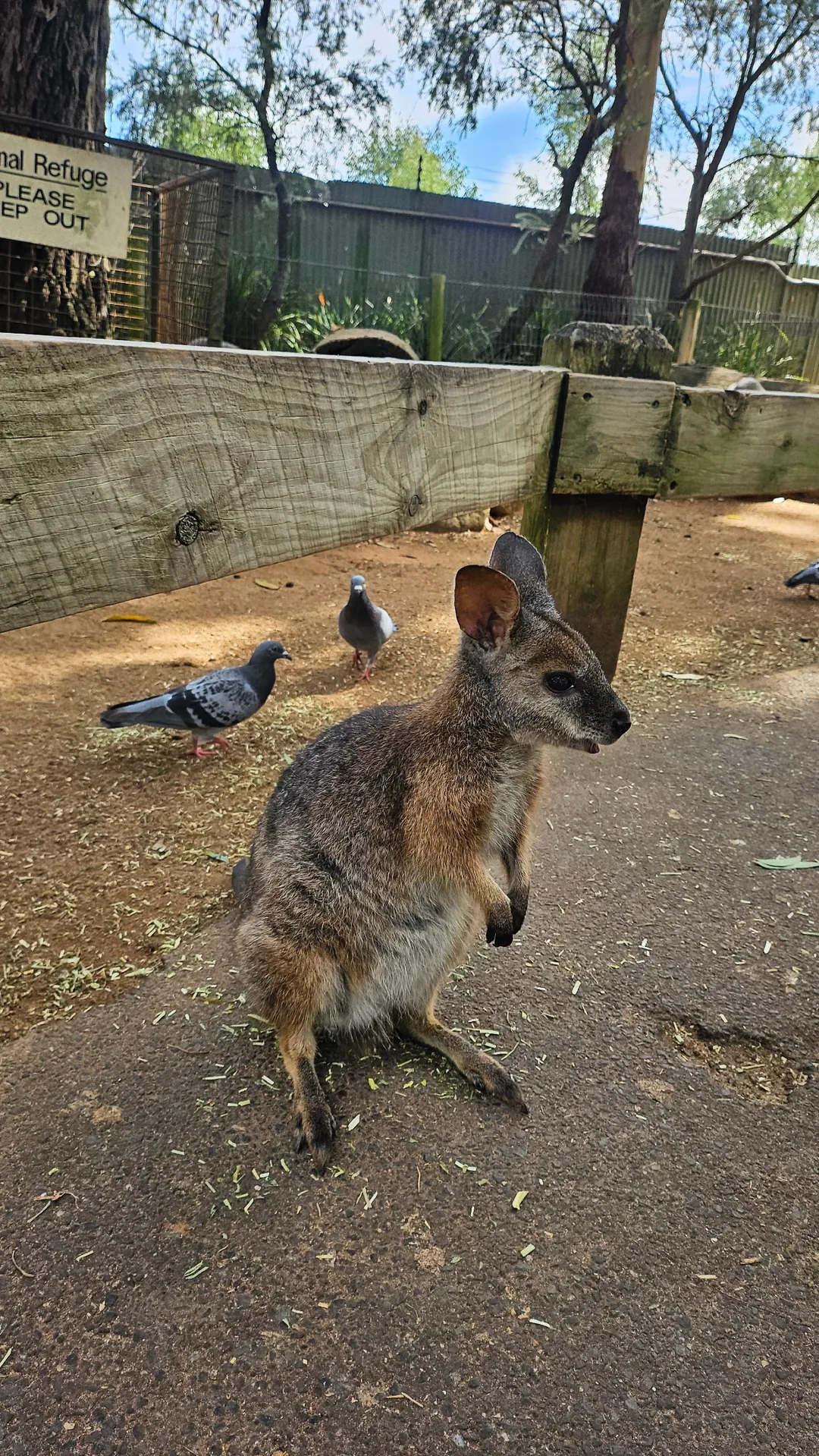 🇦🇺Tổng hợp những người bạn đáng yêu cực phẩm chỉ có thể gặp ở Úc!🐨🦘