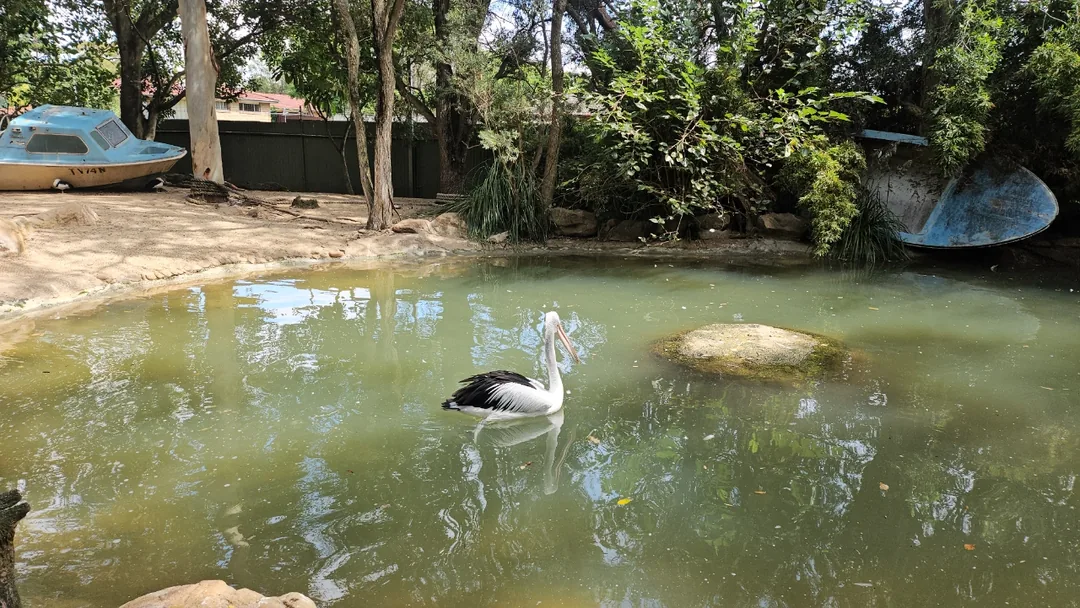 🇦🇺Tổng hợp những người bạn đáng yêu cực phẩm chỉ có thể gặp ở Úc!🐨🦘