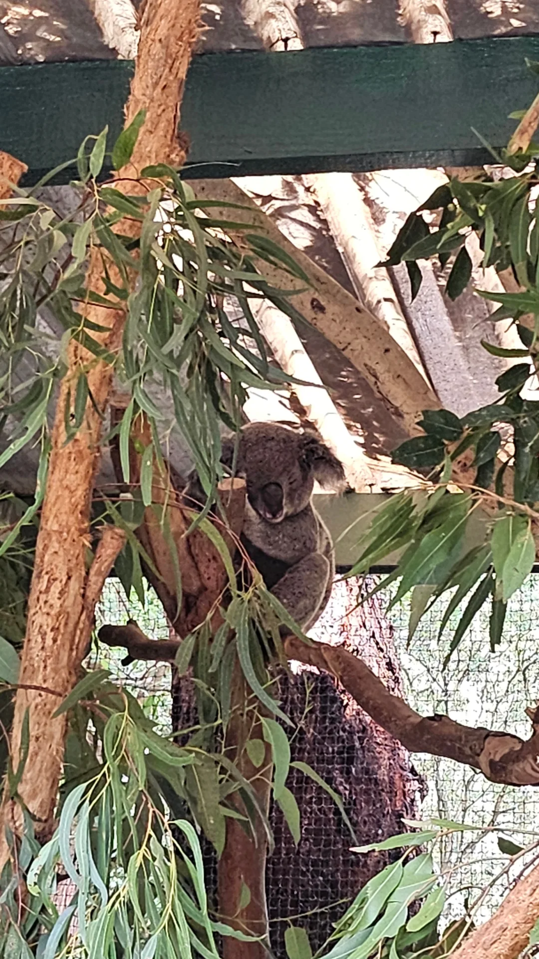 🇦🇺Tổng hợp những người bạn đáng yêu cực phẩm chỉ có thể gặp ở Úc!🐨🦘