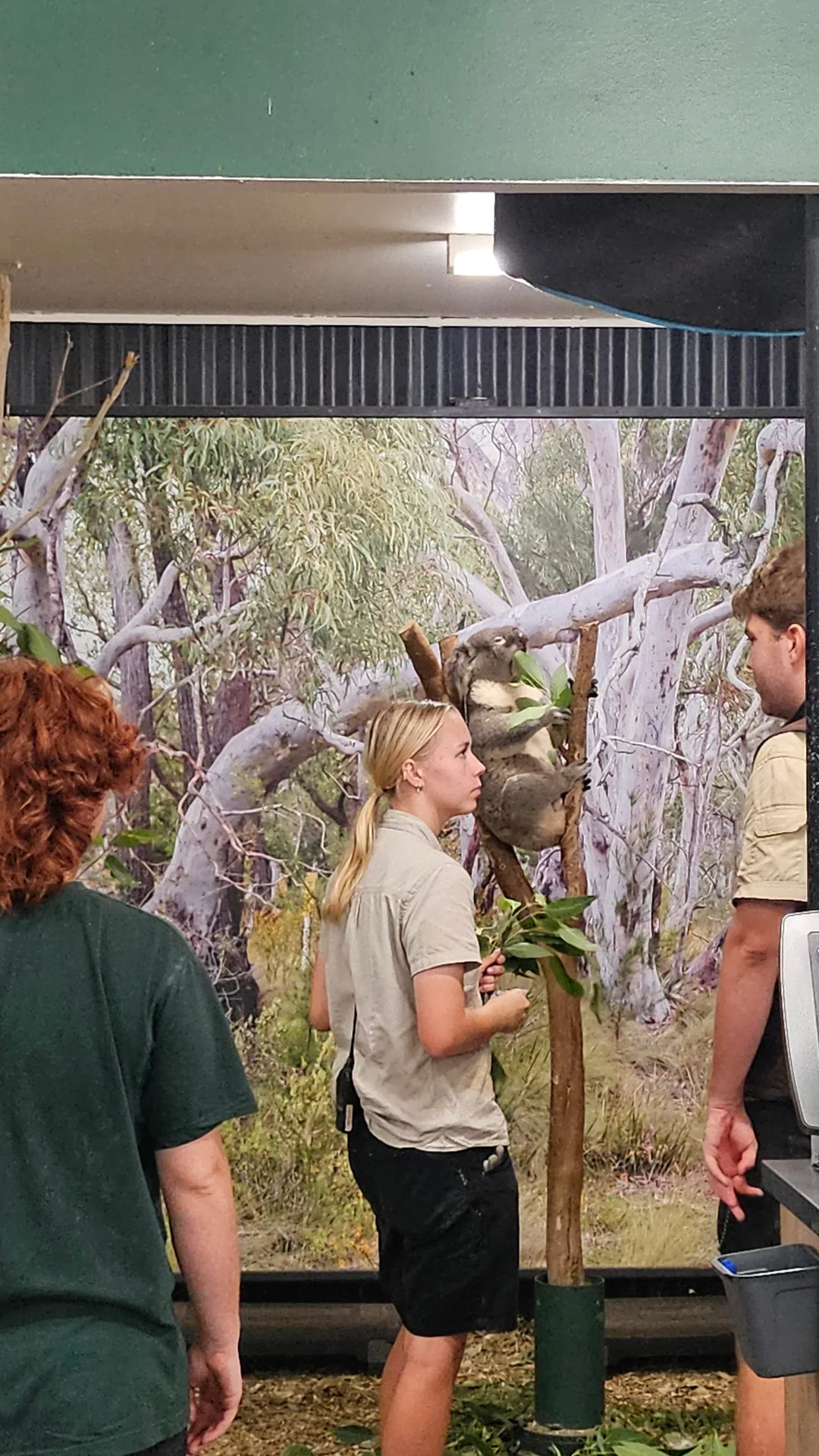 🇦🇺Tổng hợp những người bạn đáng yêu cực phẩm chỉ có thể gặp ở Úc!🐨🦘