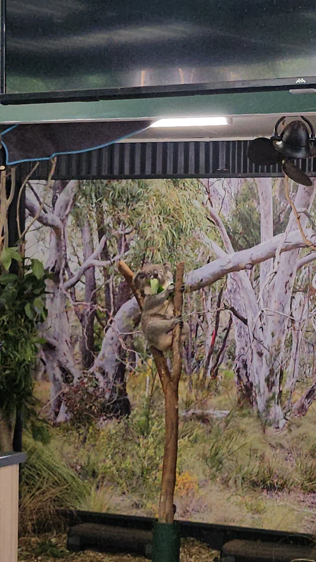 🇦🇺Tổng hợp những người bạn đáng yêu cực phẩm chỉ có thể gặp ở Úc!🐨🦘