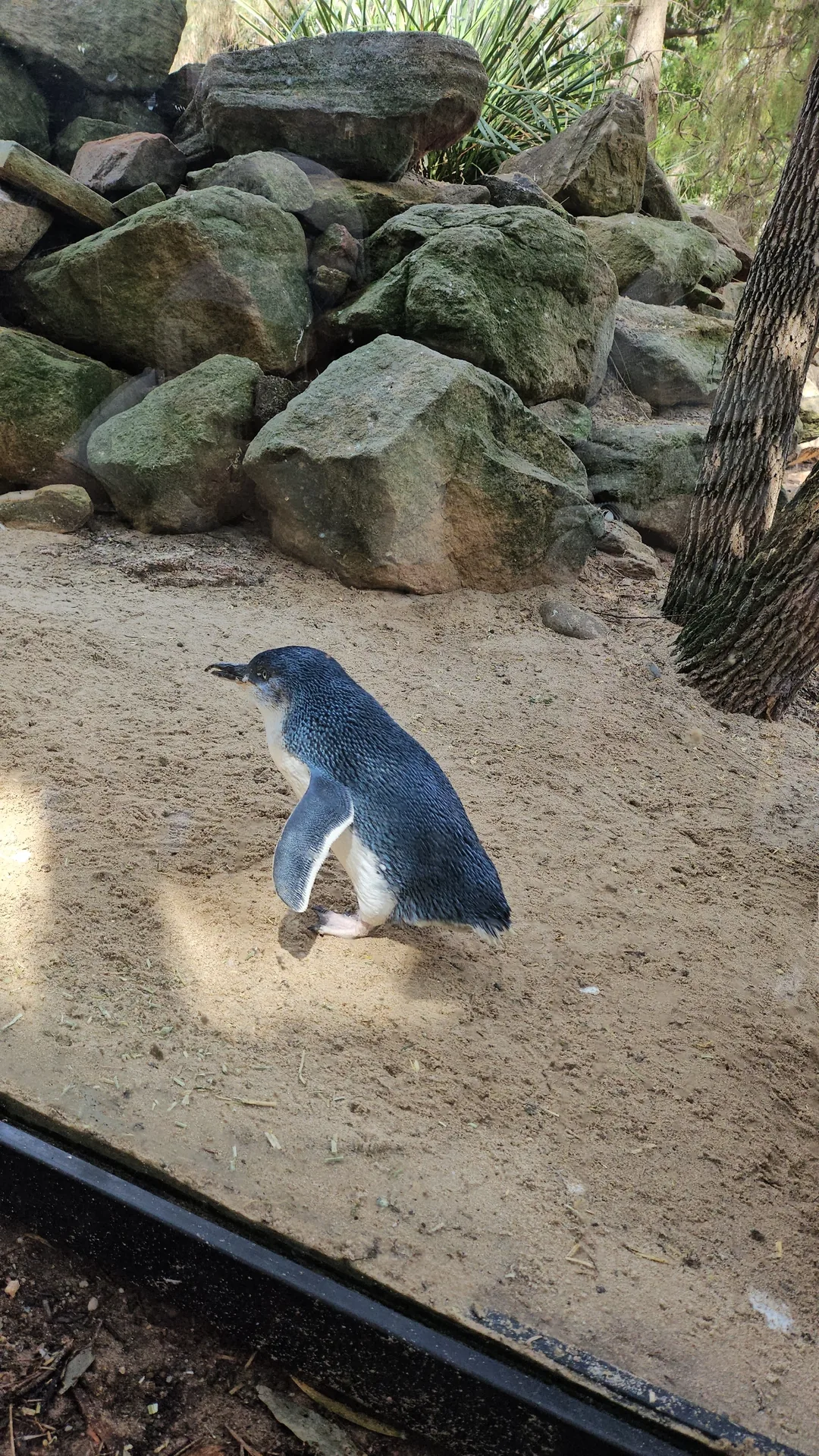 🇦🇺Tổng hợp những người bạn đáng yêu cực phẩm chỉ có thể gặp ở Úc!🐨🦘