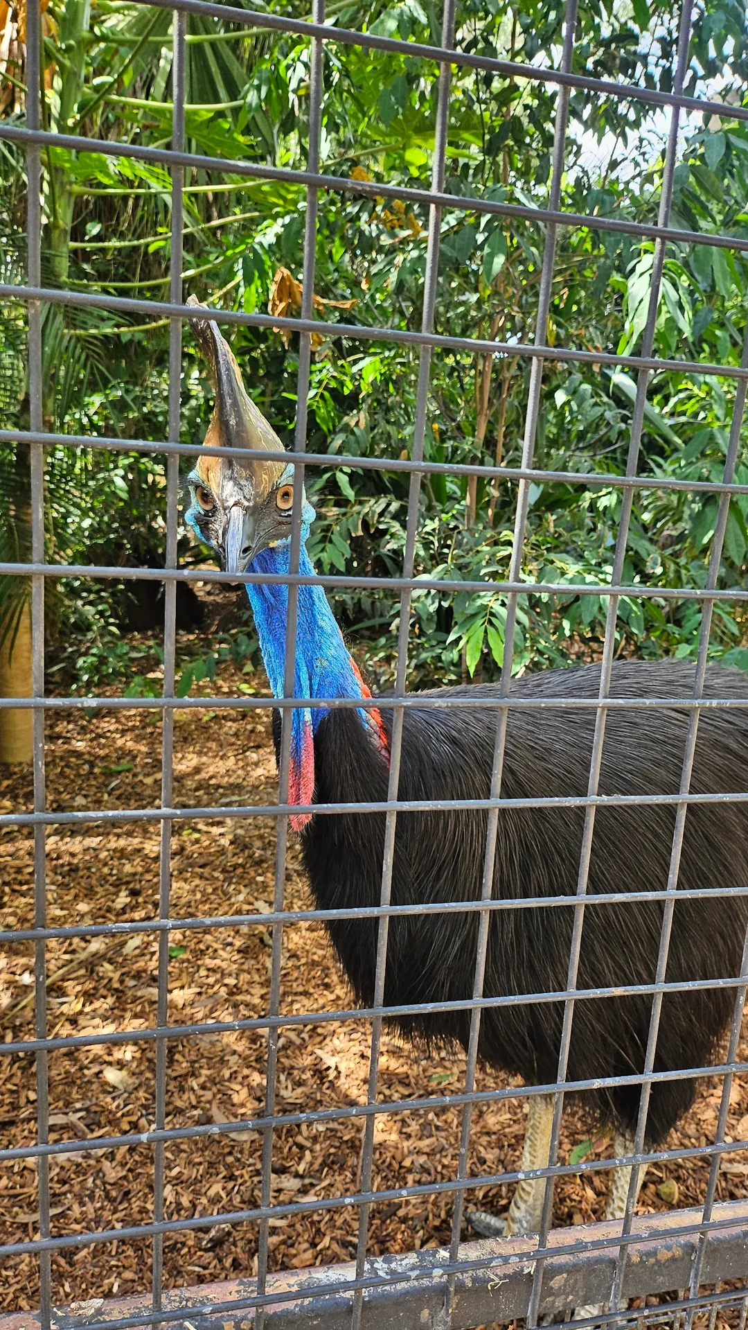 🇦🇺Tổng hợp những người bạn đáng yêu cực phẩm chỉ có thể gặp ở Úc!🐨🦘