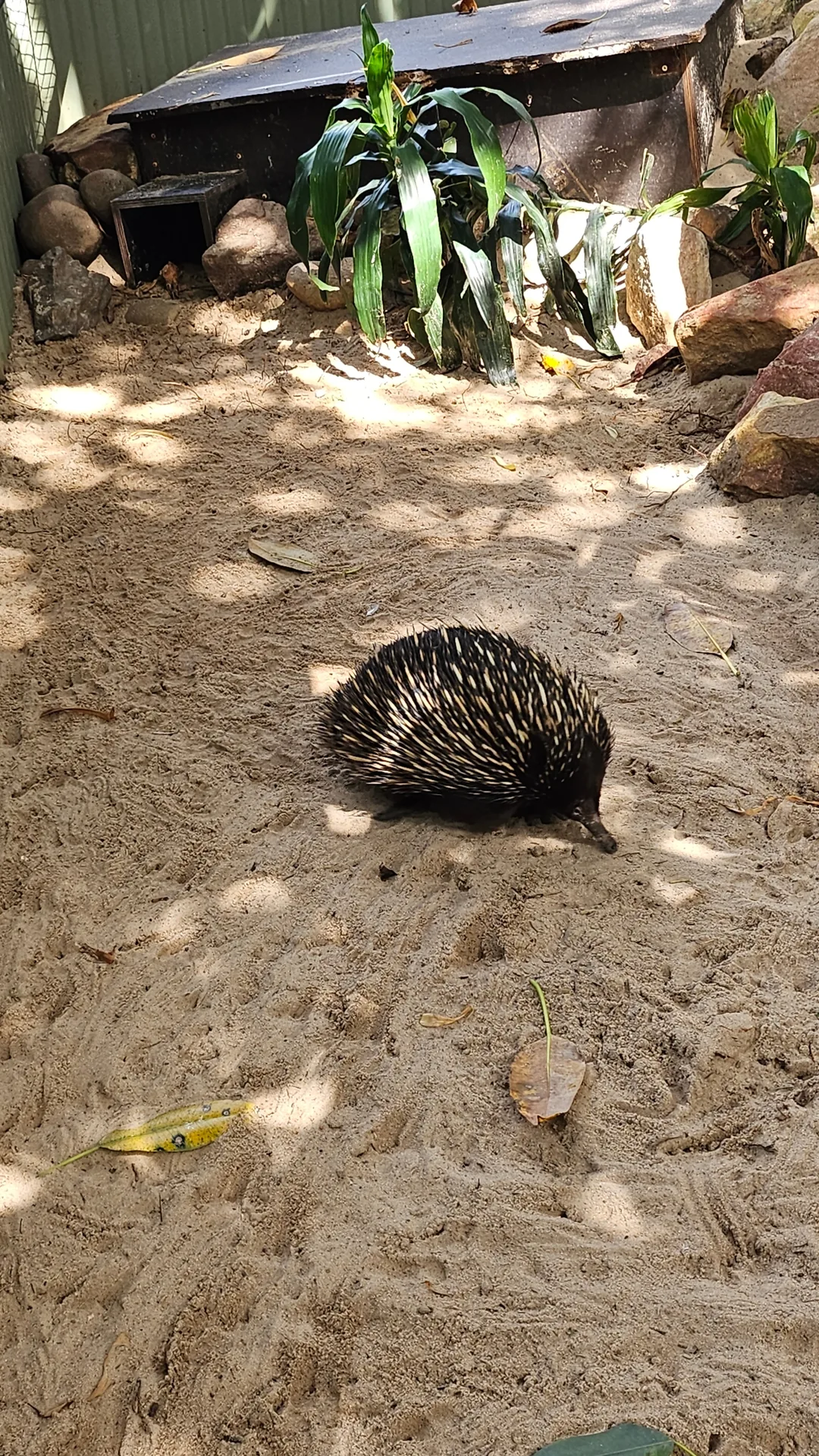 🇦🇺Tổng hợp những người bạn đáng yêu cực phẩm chỉ có thể gặp ở Úc!🐨🦘