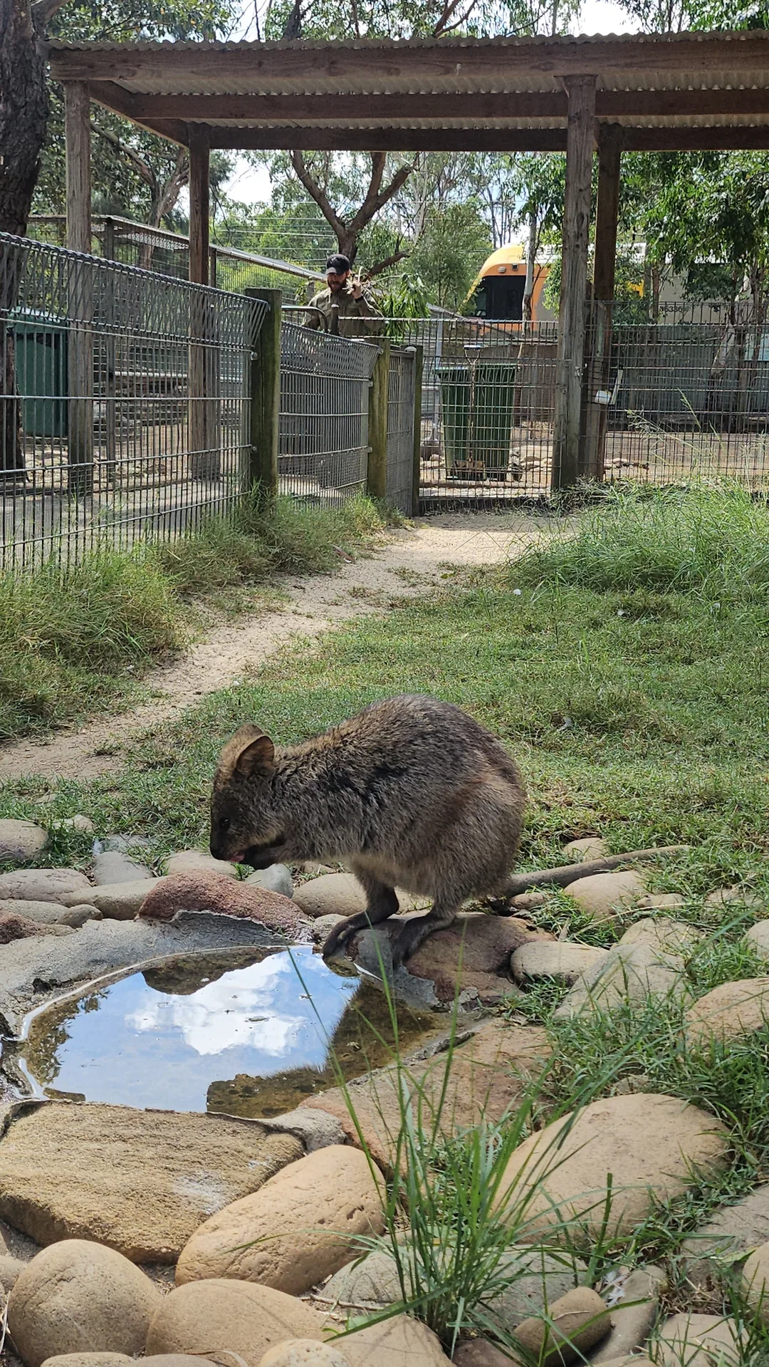 🇦🇺Tổng hợp những người bạn đáng yêu cực phẩm chỉ có thể gặp ở Úc!🐨🦘