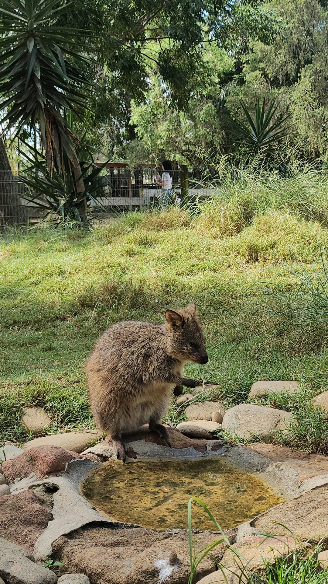 🇦🇺Tổng hợp những người bạn đáng yêu cực phẩm chỉ có thể gặp ở Úc!🐨🦘