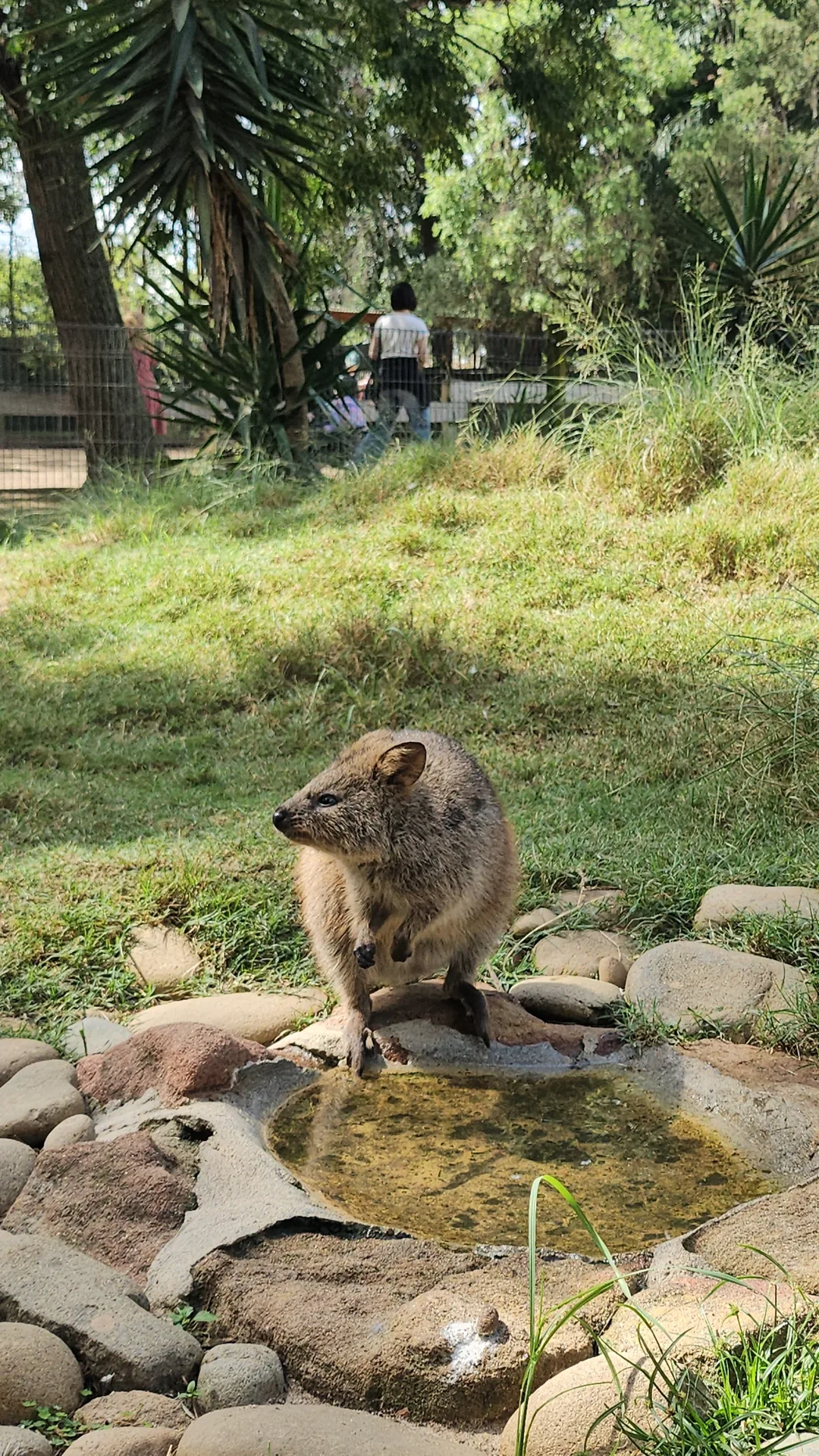 🇦🇺Tổng hợp những người bạn đáng yêu cực phẩm chỉ có thể gặp ở Úc!🐨🦘