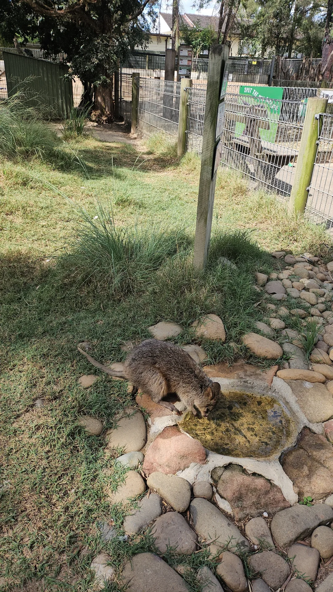 🇦🇺Tổng hợp những người bạn đáng yêu cực phẩm chỉ có thể gặp ở Úc!🐨🦘