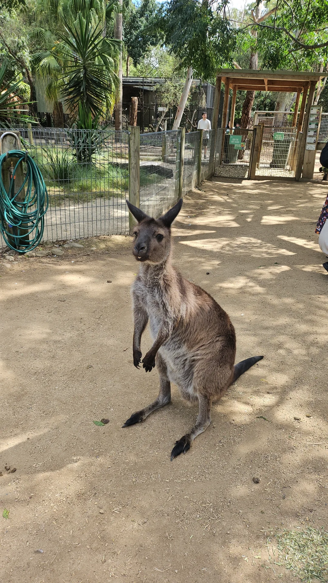 🇦🇺Tổng hợp những người bạn đáng yêu cực phẩm chỉ có thể gặp ở Úc!🐨🦘