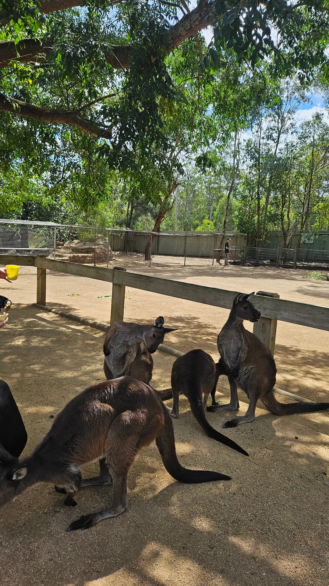 🇦🇺Tổng hợp những người bạn đáng yêu cực phẩm chỉ có thể gặp ở Úc!🐨🦘