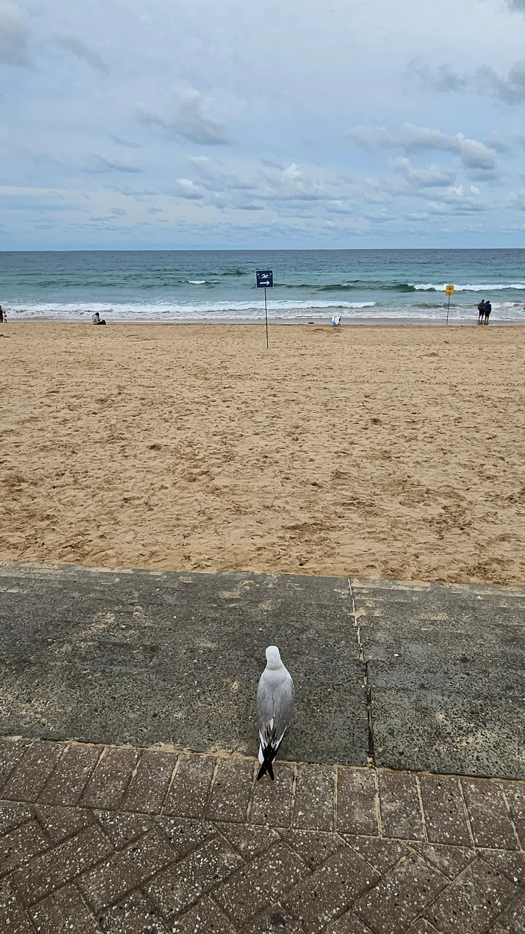 🇦🇺Điểm chữa lành ở Sydney, bãi biển Manly