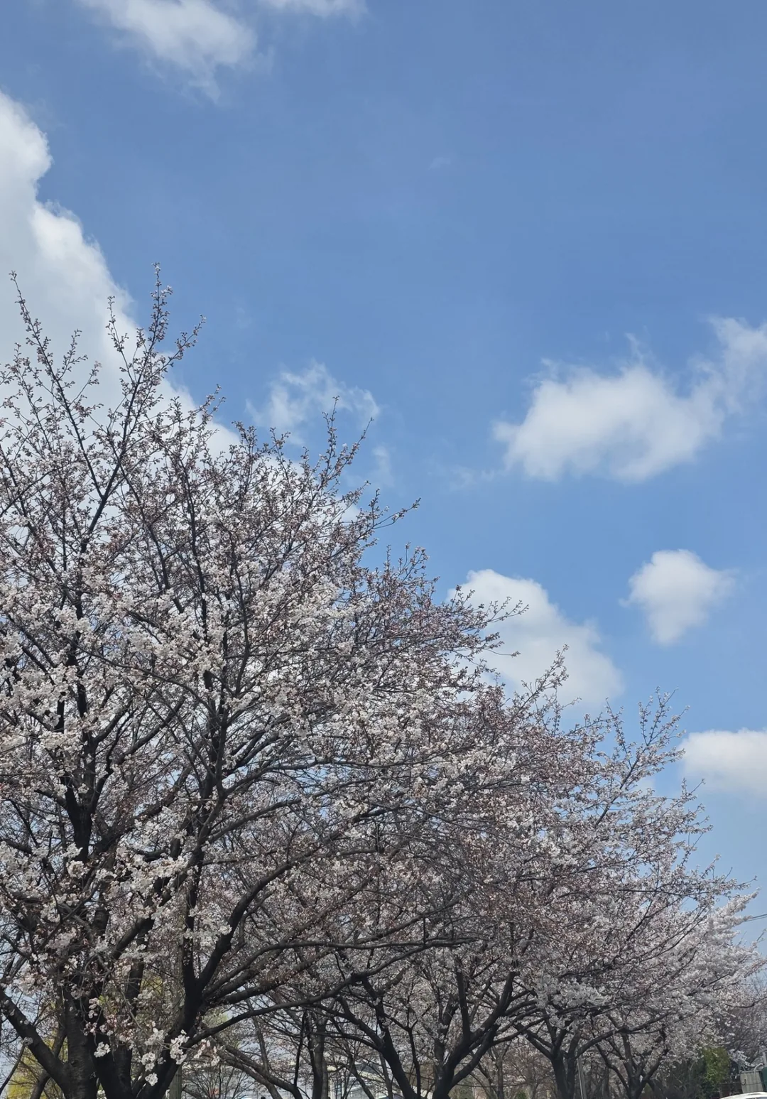 🌸Ôi, đau nhức cả người