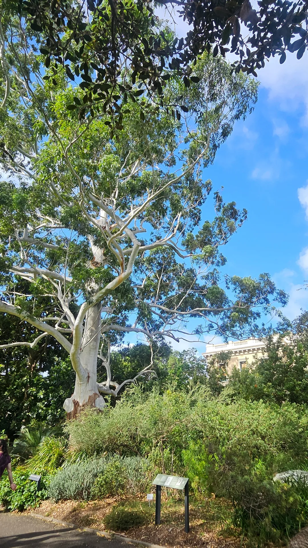 🇦🇺Điểm chữa lành bên cạnh Nhà hát Opera, Vườn Bách thảo Hoàng gia Sydney
Royal Botanic Garden Sydney