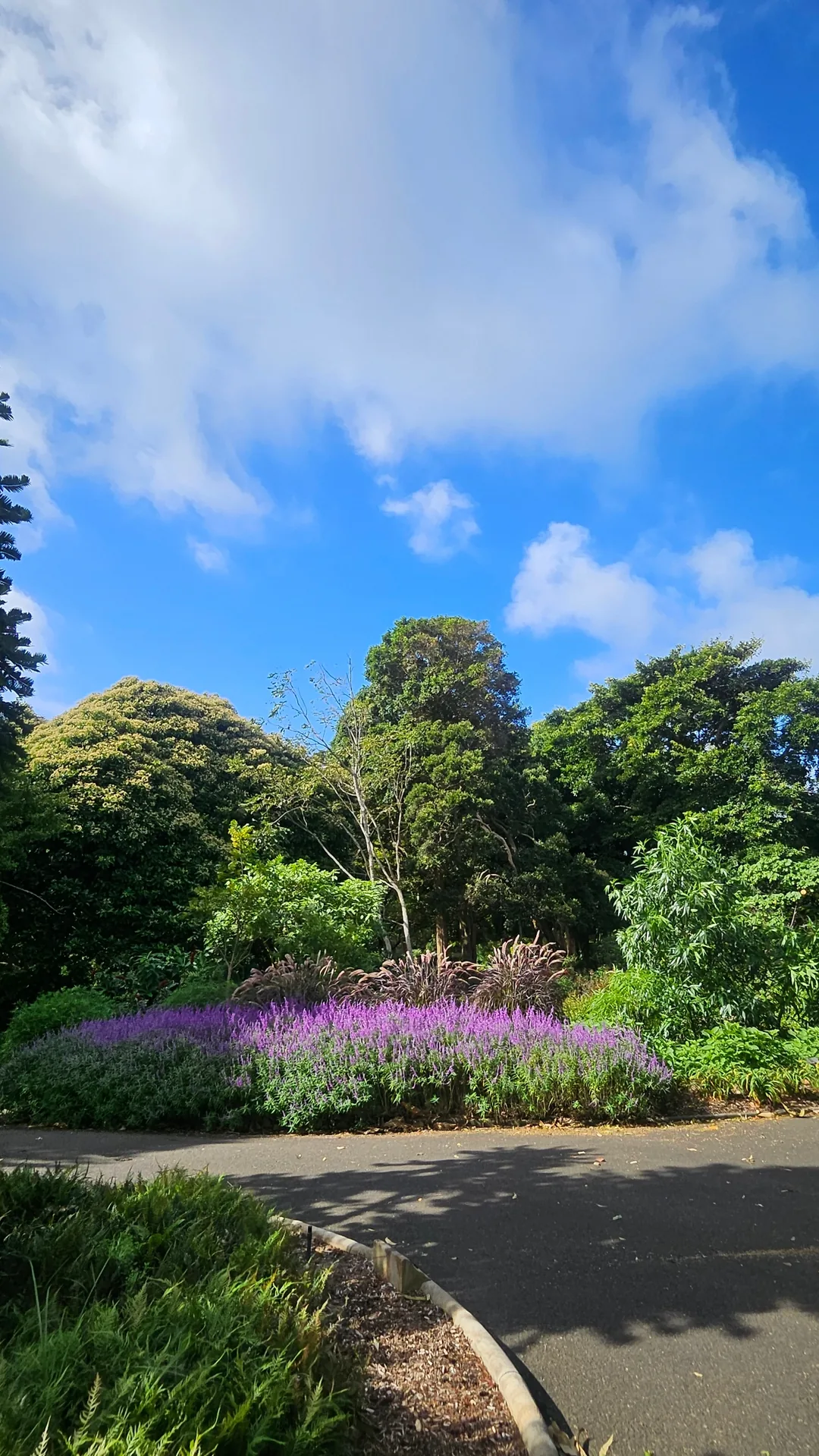 🇦🇺Điểm chữa lành bên cạnh Nhà hát Opera, Vườn Bách thảo Hoàng gia Sydney
Royal Botanic Garden Sydney