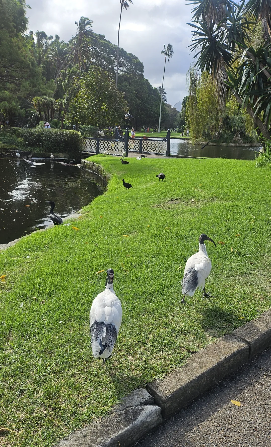 🇦🇺Điểm chữa lành bên cạnh Nhà hát Opera, Vườn Bách thảo Hoàng gia Sydney
Royal Botanic Garden Sydney