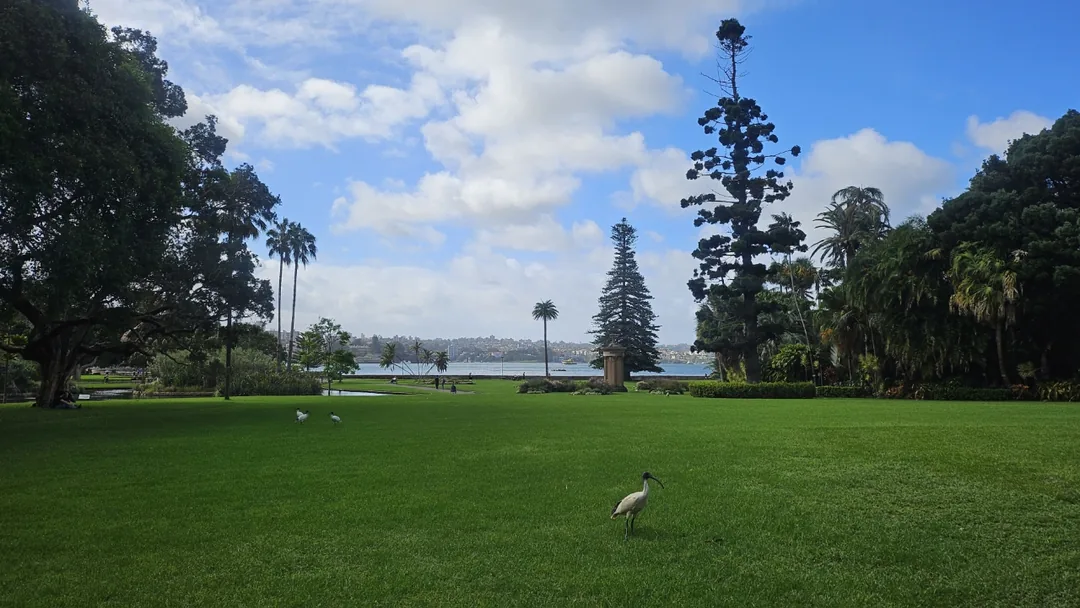 🇦🇺Điểm chữa lành bên cạnh Nhà hát Opera, Vườn Bách thảo Hoàng gia Sydney
Royal Botanic Garden Sydney