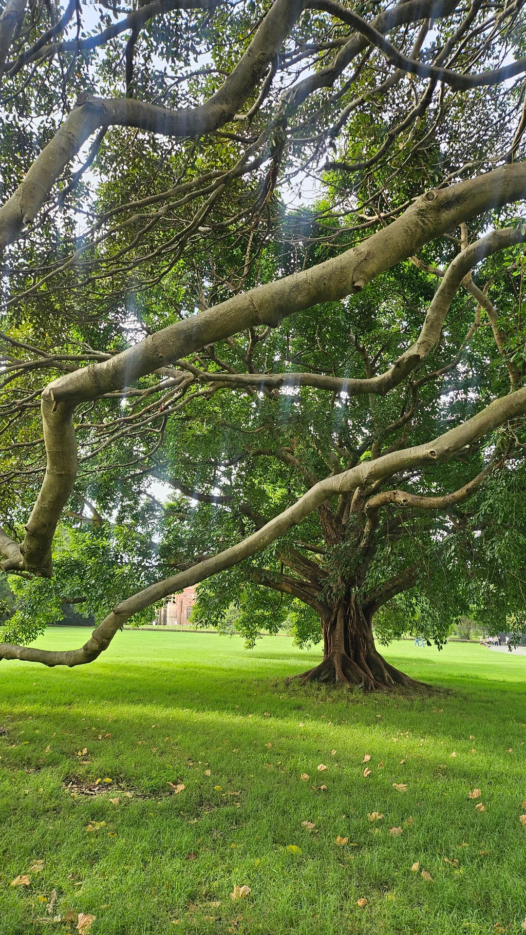 🇦🇺Điểm chữa lành bên cạnh Nhà hát Opera, Vườn Bách thảo Hoàng gia Sydney
Royal Botanic Garden Sydney