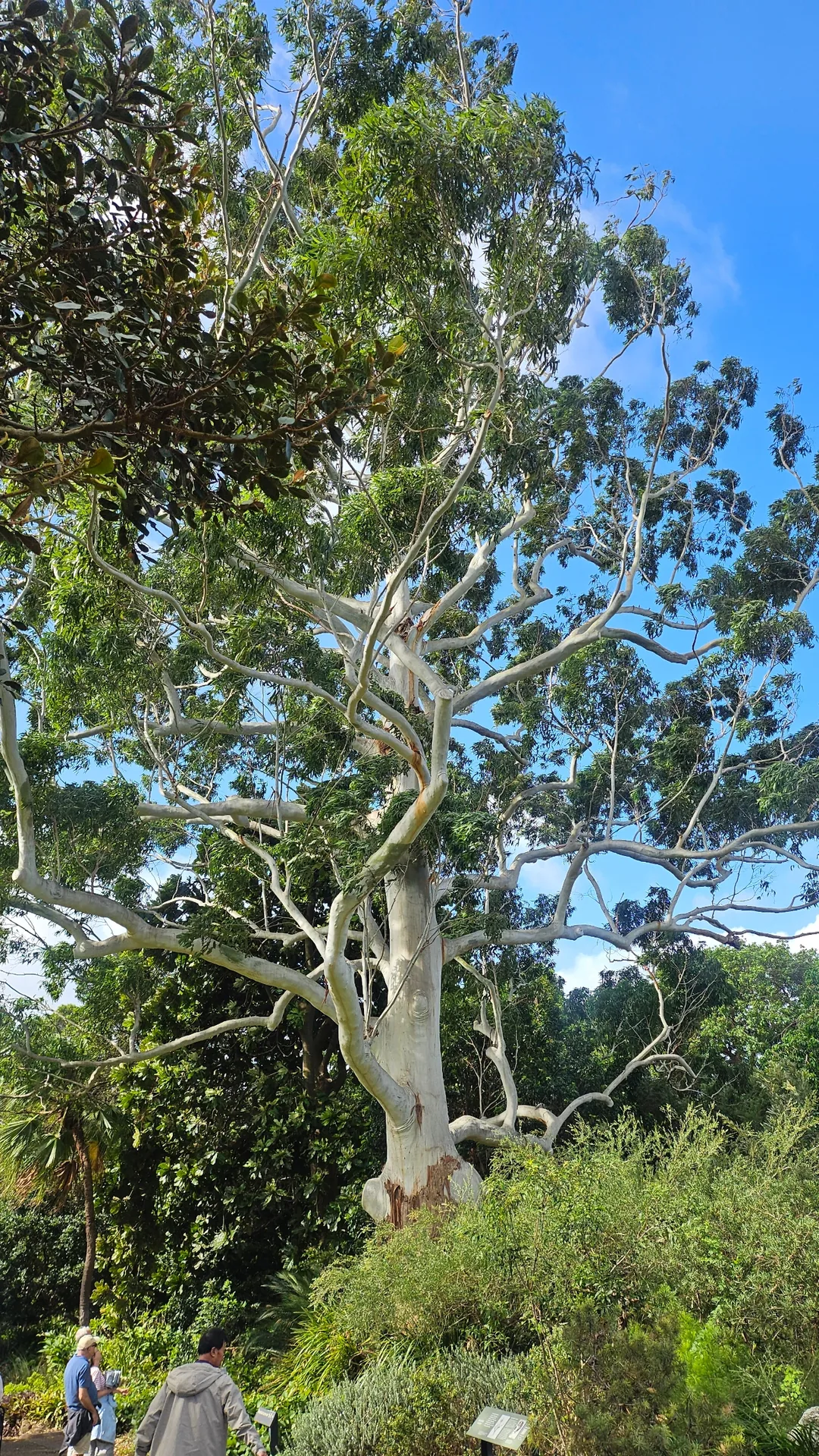 🇦🇺Điểm chữa lành bên cạnh Nhà hát Opera, Vườn Bách thảo Hoàng gia Sydney
Royal Botanic Garden Sydney