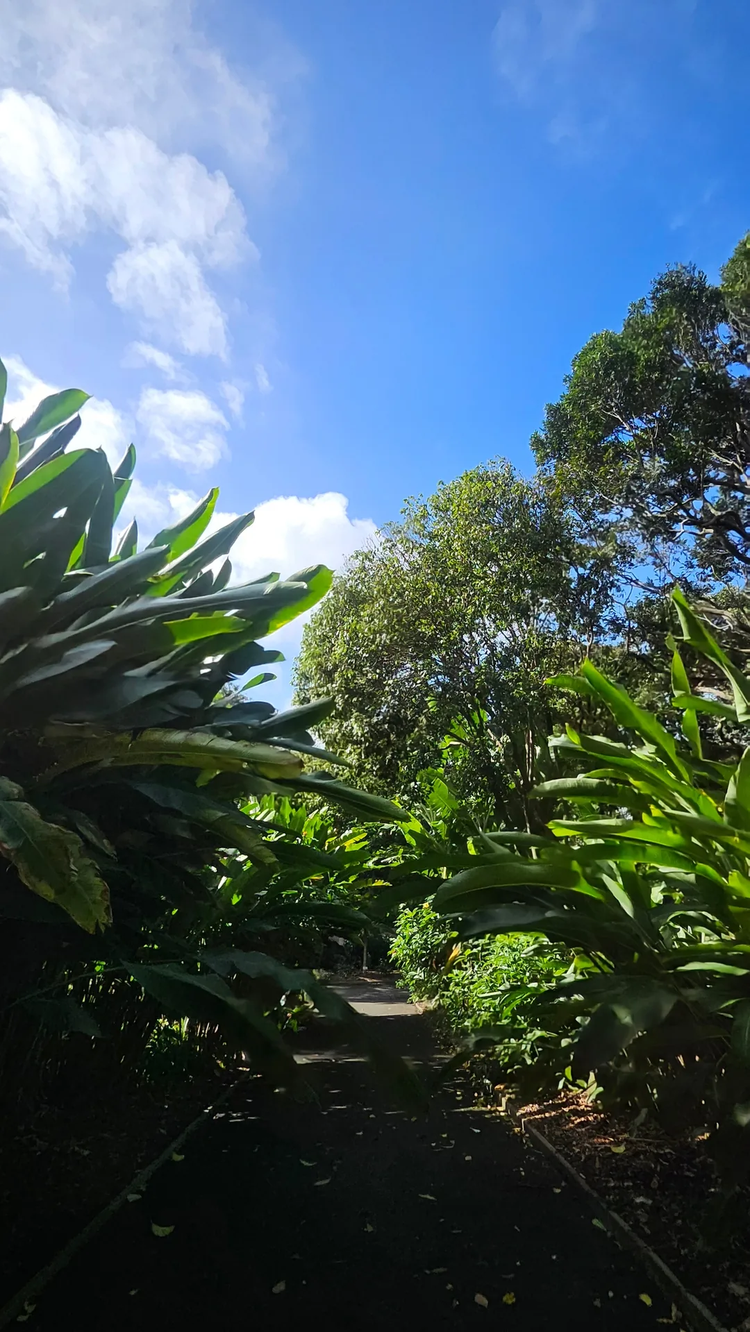 🇦🇺Điểm chữa lành bên cạnh Nhà hát Opera, Vườn Bách thảo Hoàng gia Sydney
Royal Botanic Garden Sydney