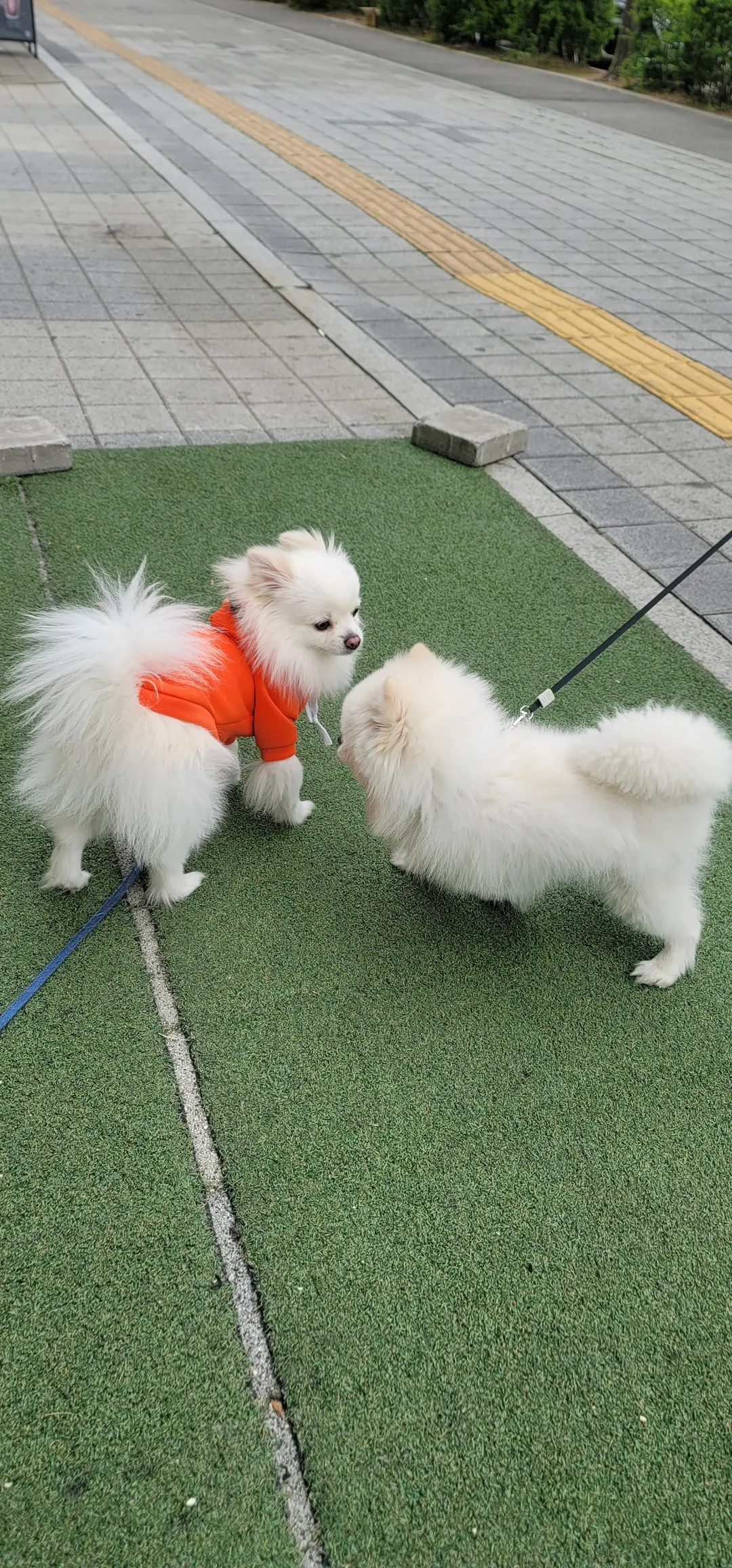 Đi tìm cún cưng~