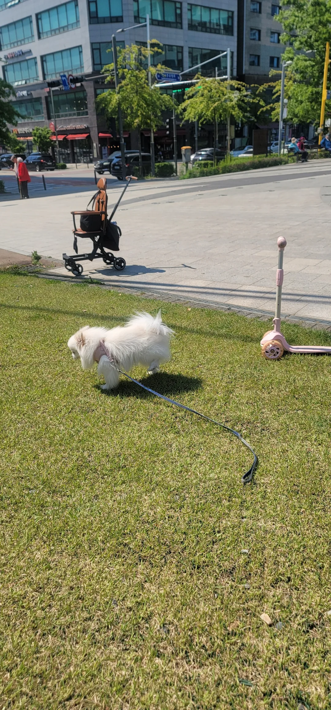 Cún cưng nhà mình là giống Pomeranian~