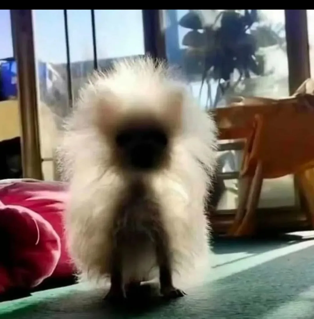 Cún cưng nhà mình là giống Pomeranian~