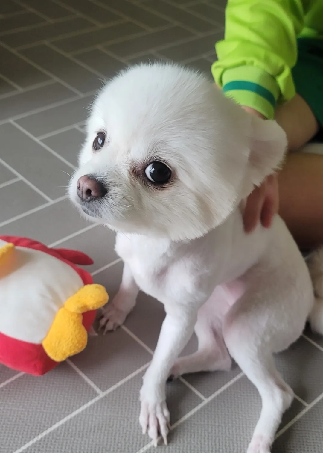 Khuôn mặt của chú cún nhà mình nè~