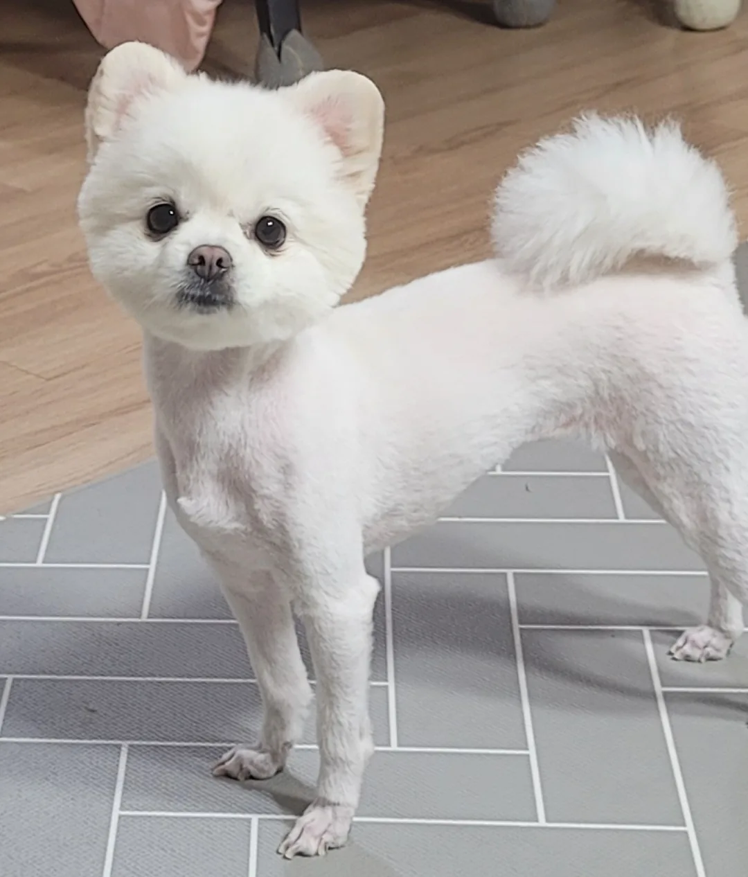 Khuôn mặt của chú cún nhà mình nè~