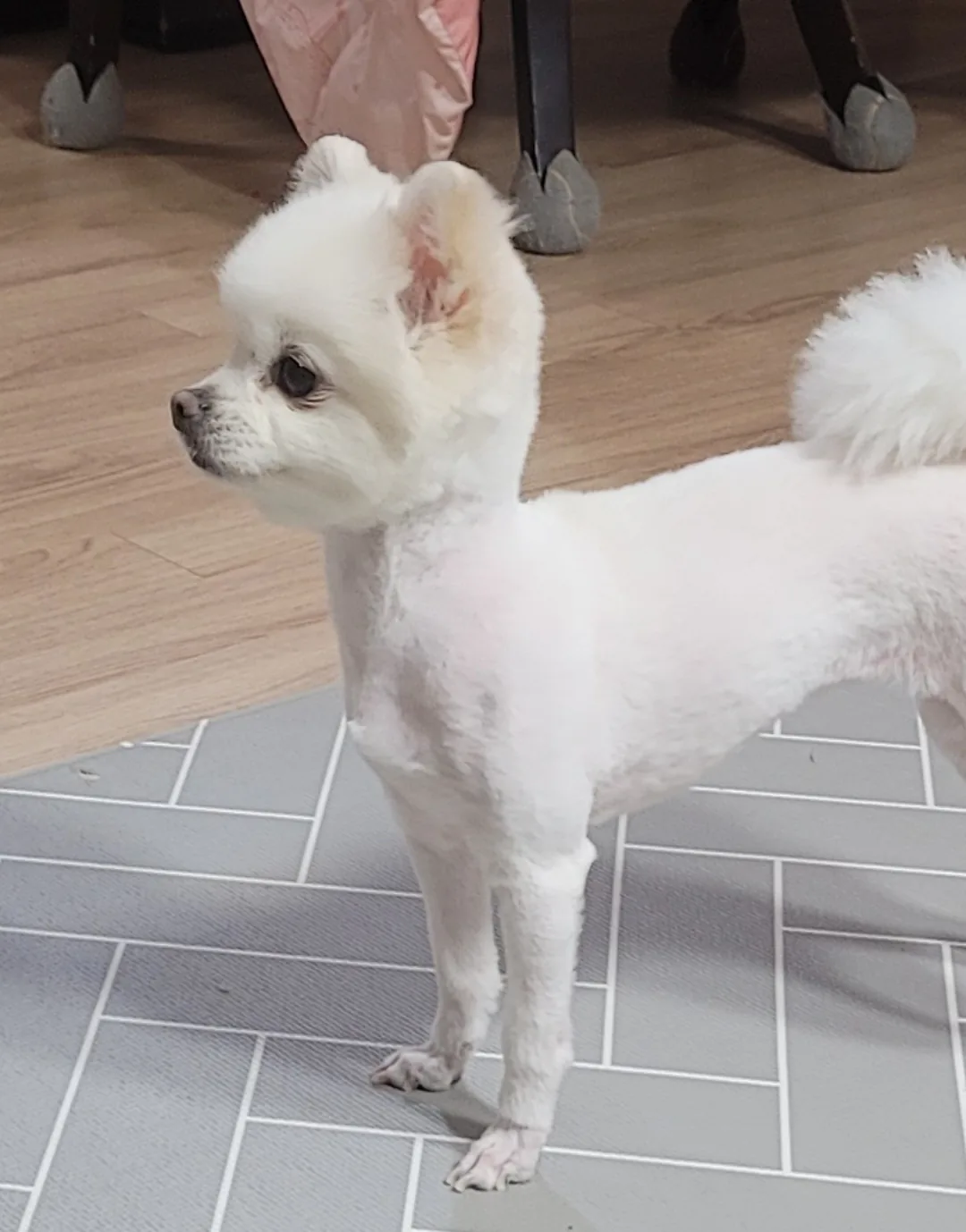 Khuôn mặt của chú cún nhà mình nè~