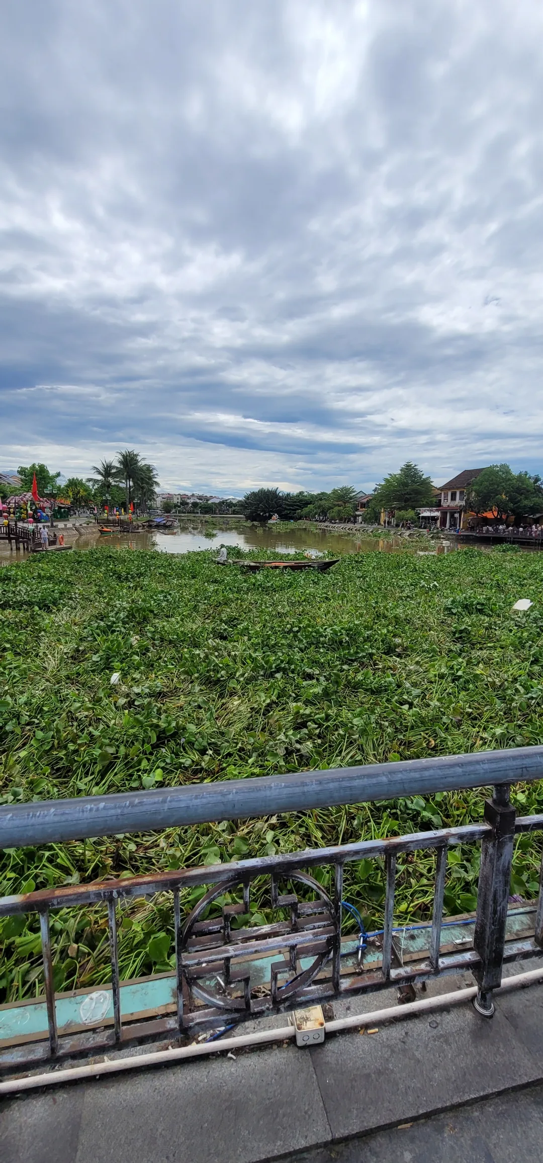 ✈️Review) Những đám cỏ rác trôi dạt xuống sông Thu Bồn ở Hội An