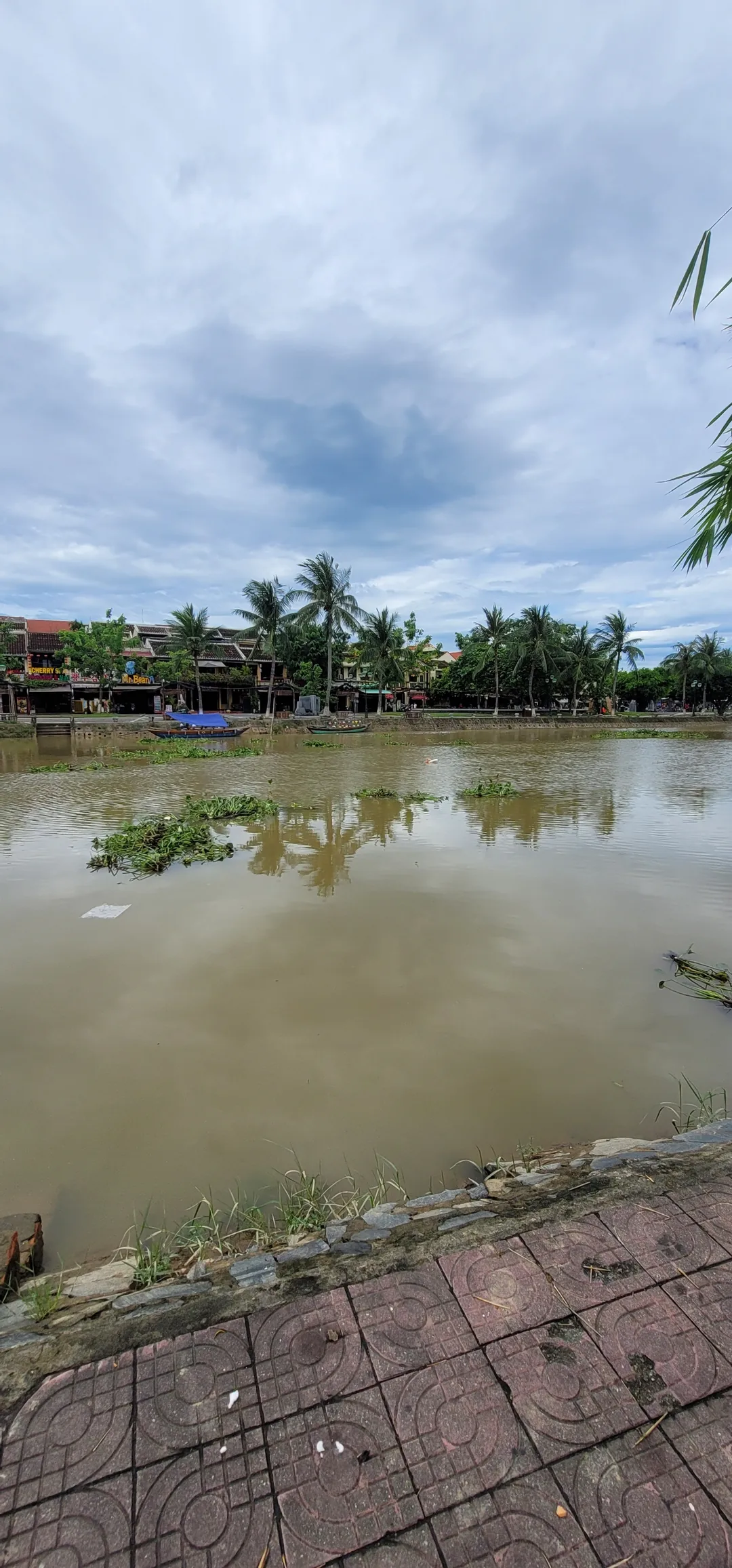 ✈️Review) Những đám cỏ rác trôi dạt xuống sông Thu Bồn ở Hội An