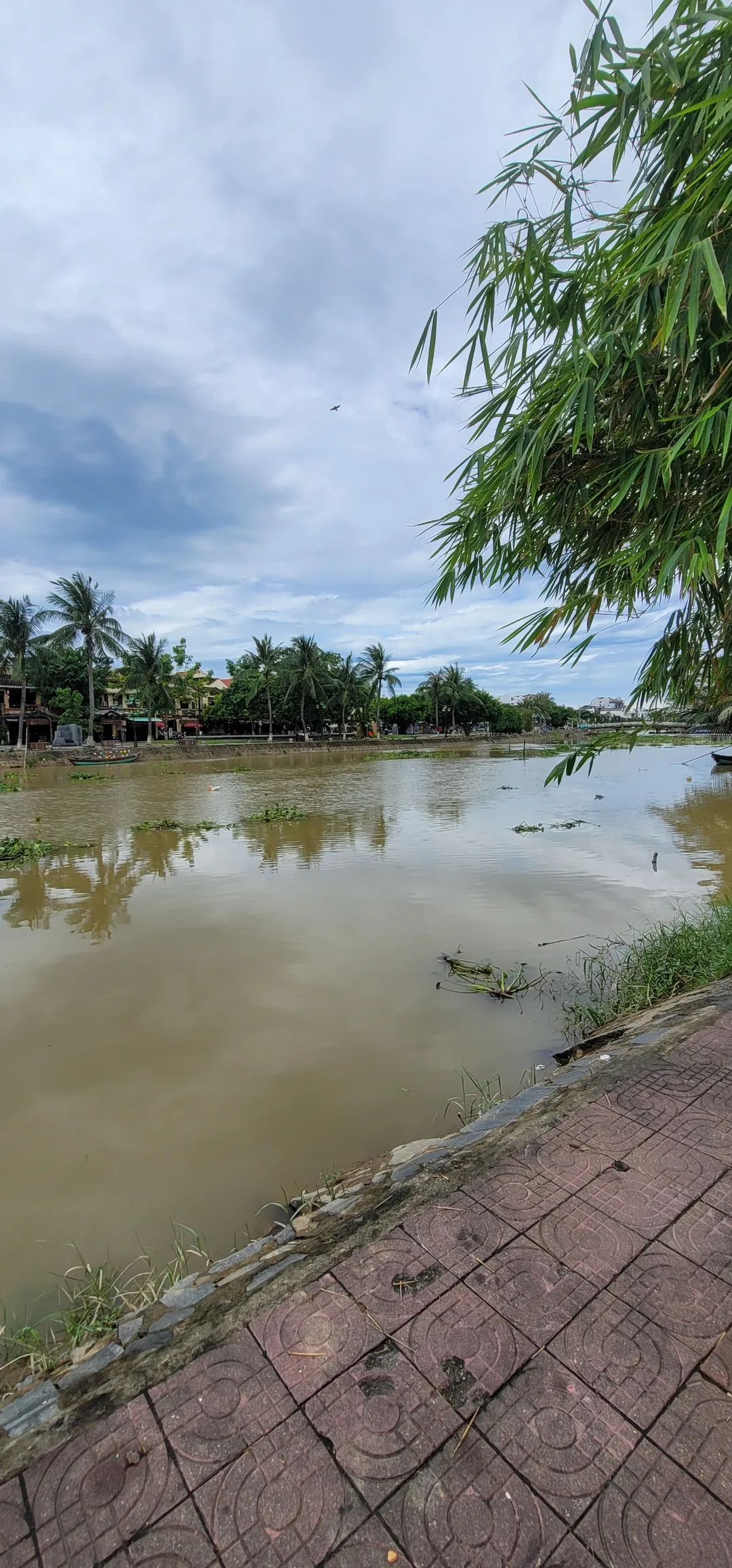 ✈️Review) Những đám cỏ rác trôi dạt xuống sông Thu Bồn ở Hội An