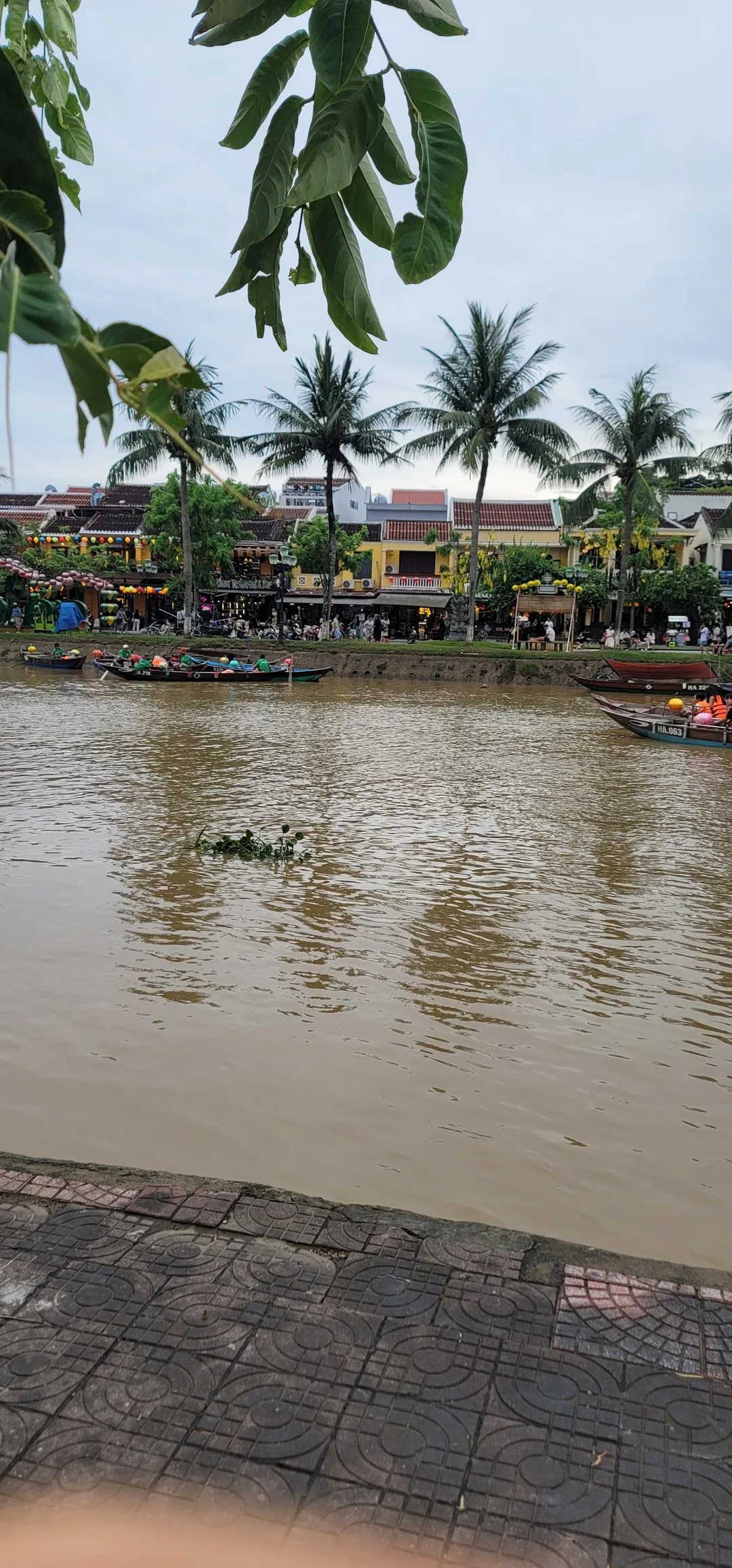✈️Review) Những đám cỏ rác trôi dạt xuống sông Thu Bồn ở Hội An