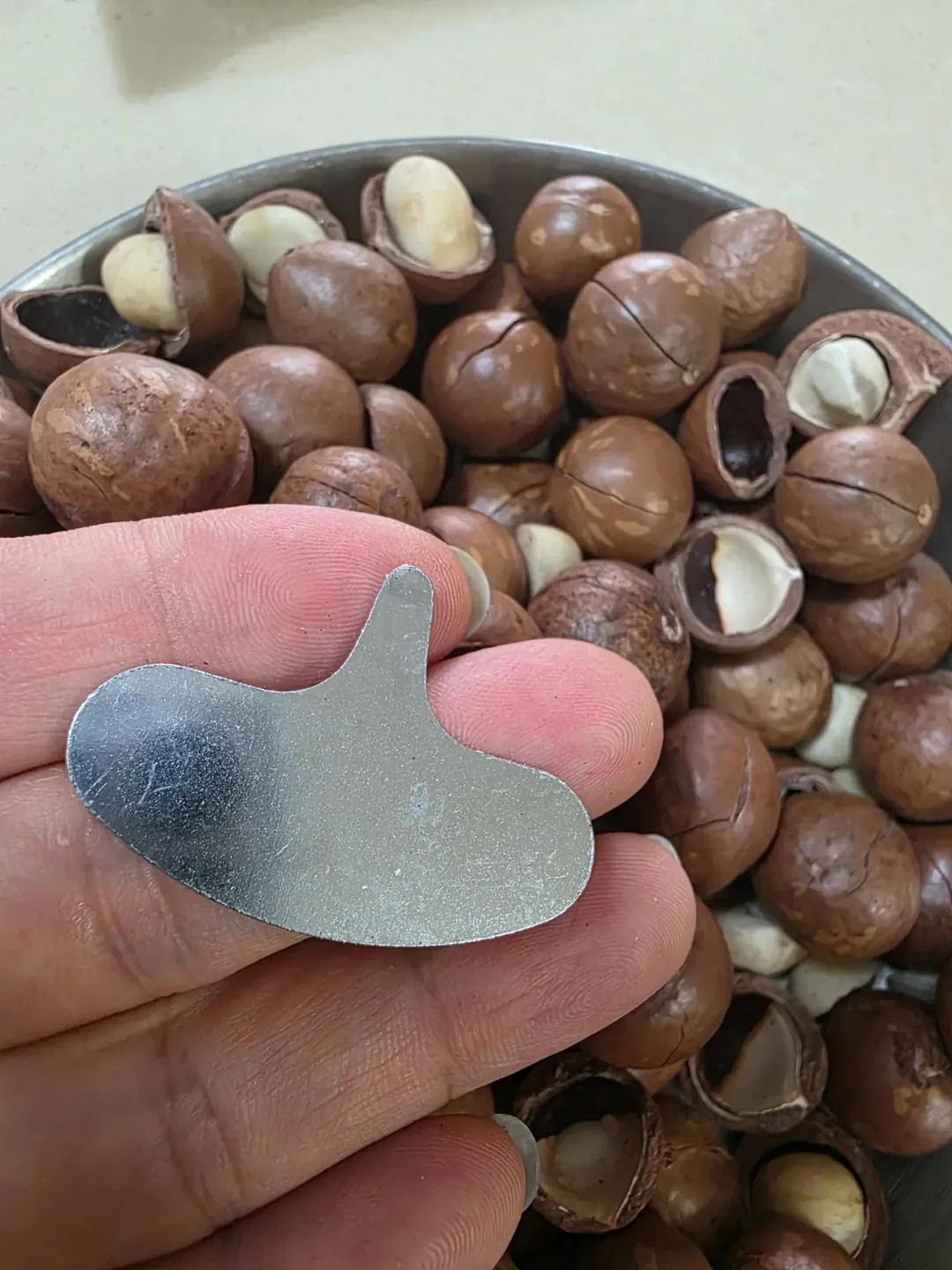 Macadamia