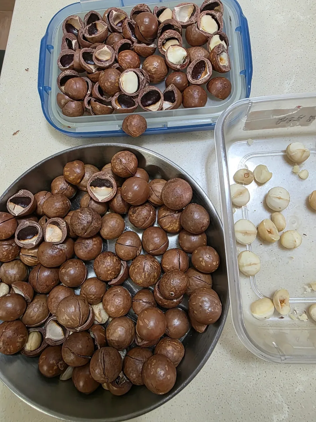 Macadamia