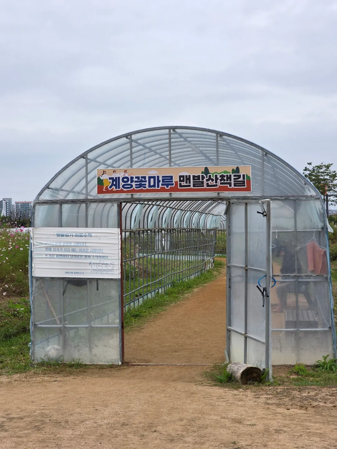 Du lịch) Đồi hoa Gyeyang