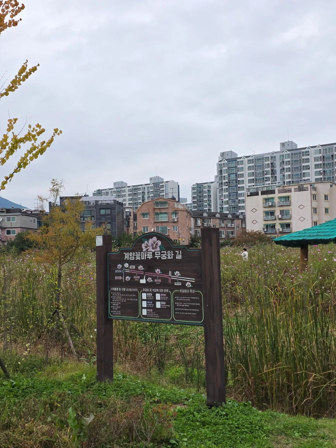 Du lịch) Đồi hoa Gyeyang