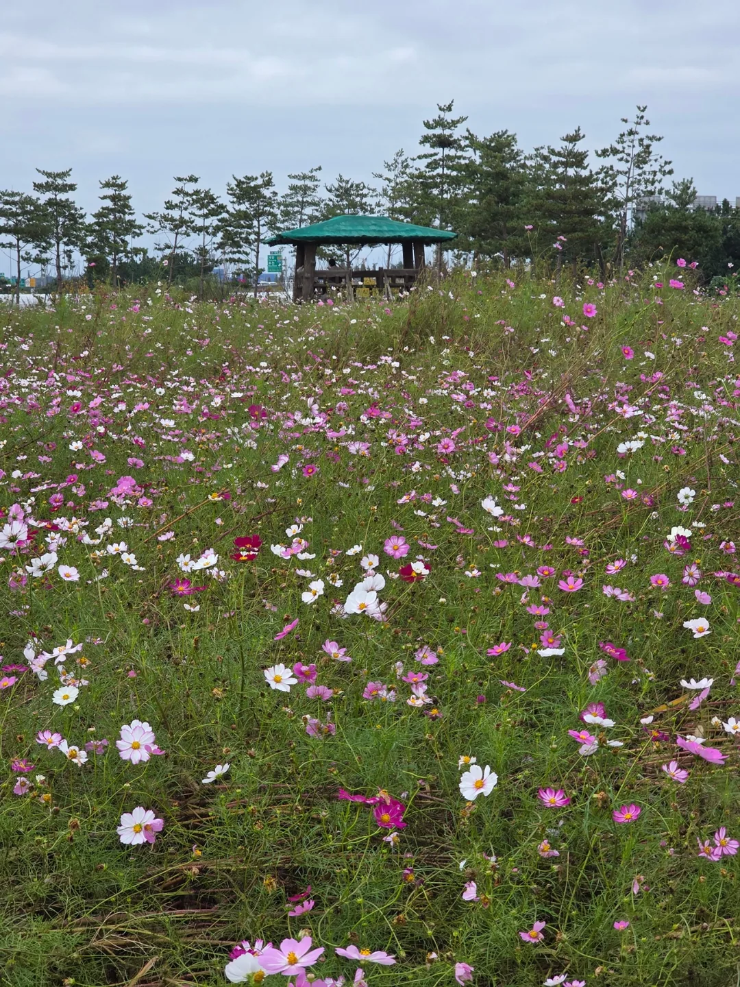 Du lịch) Đồi hoa Gyeyang