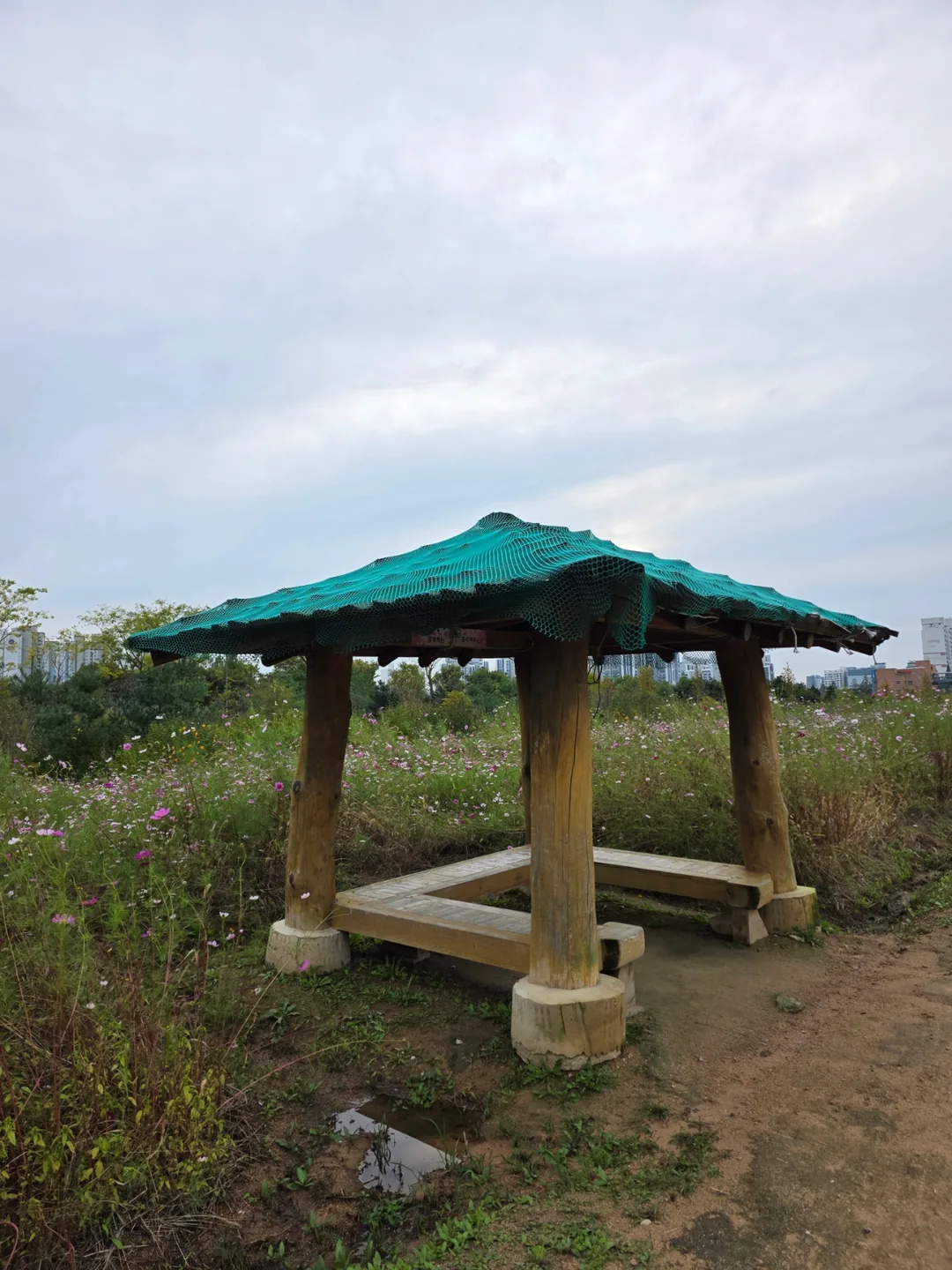 Du lịch) Đồi hoa Gyeyang