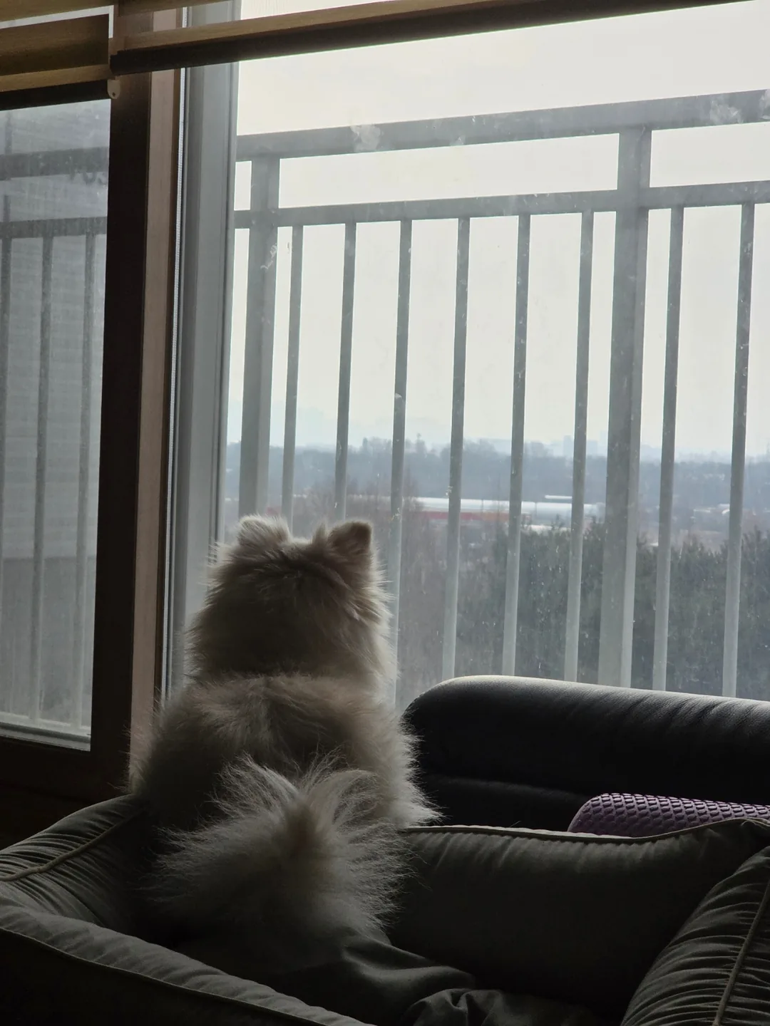 Papillon muốn thoát ra ngoài
