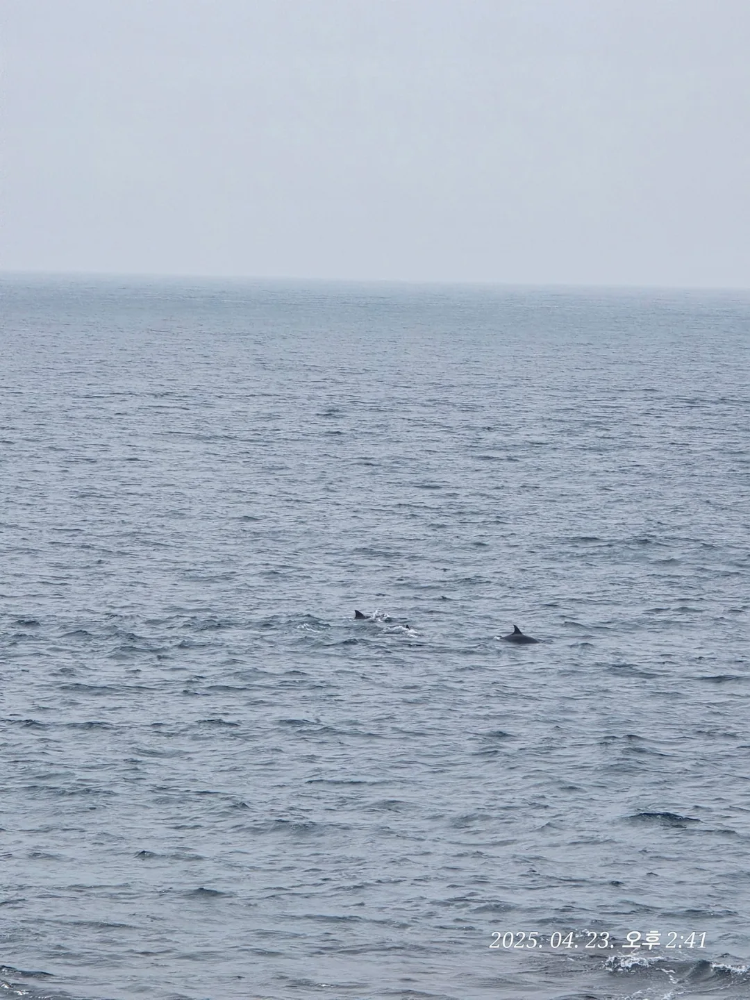 (Du lịch) Gia đình cá heo gặp ở Jeju🐳