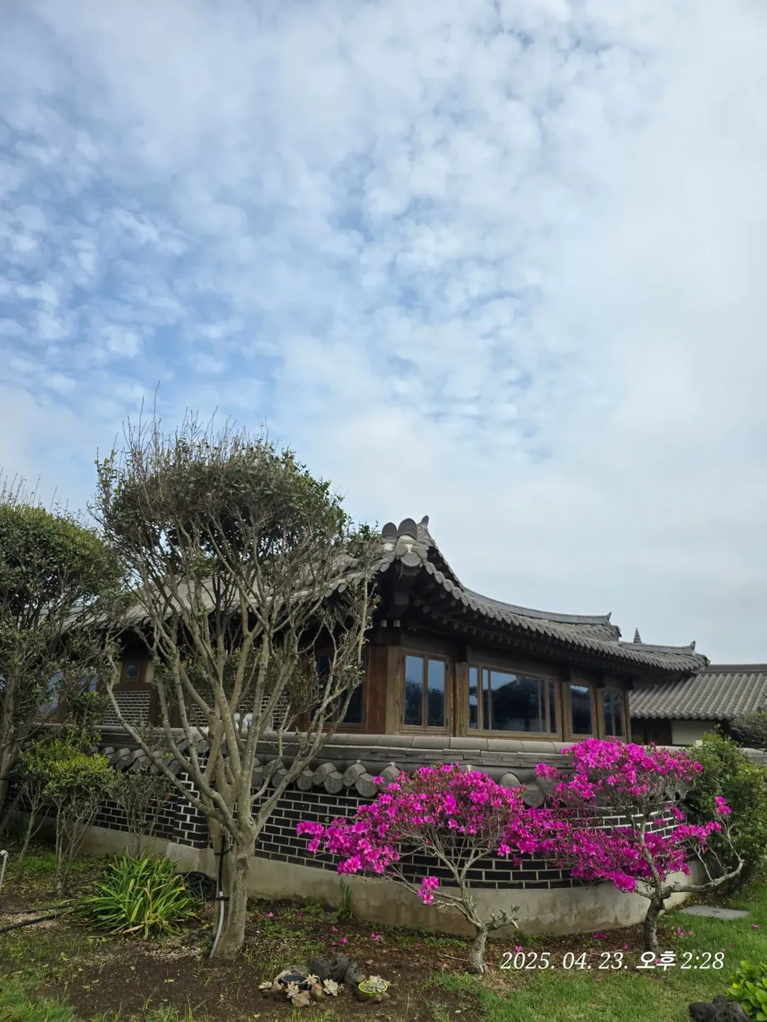 (Du lịch) Tiệm bánh Mippeun Jeju🥐