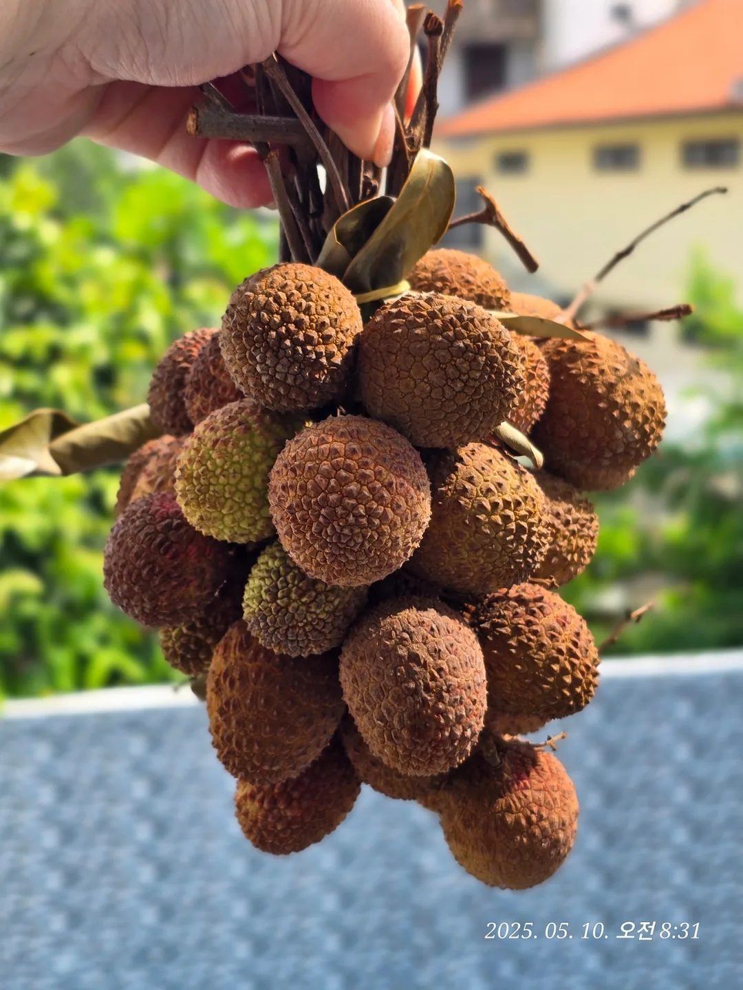 🇻🇳 Ôi trời ơi!! Tôi đã thấy quả vải đấy😱