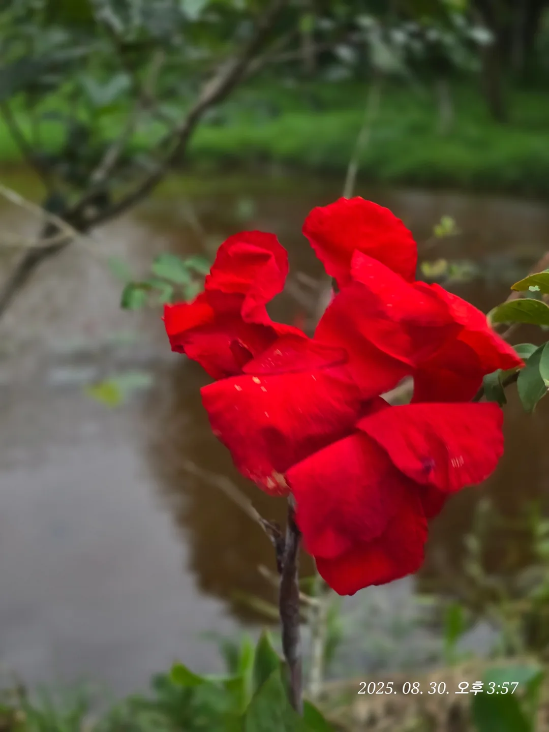 Review Đà Nẵng ✈️ Khám phá di tích Mỹ Sơn 3