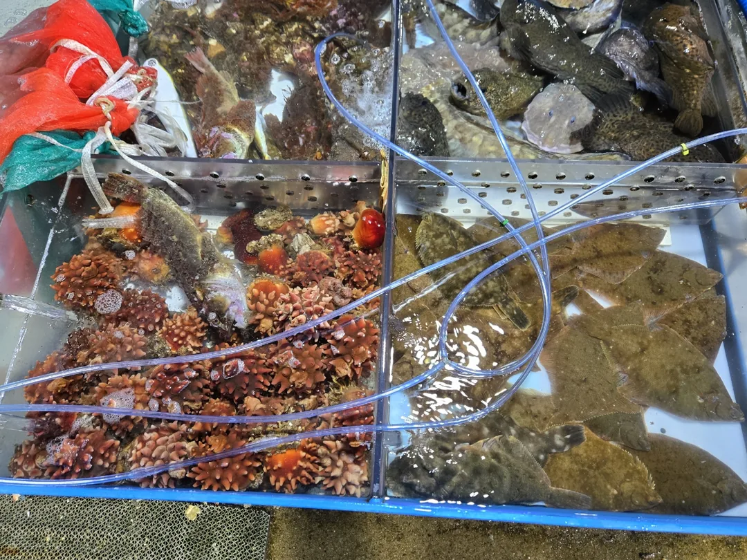(Du lịch 3) Cảng Dongmyeong Sokcho